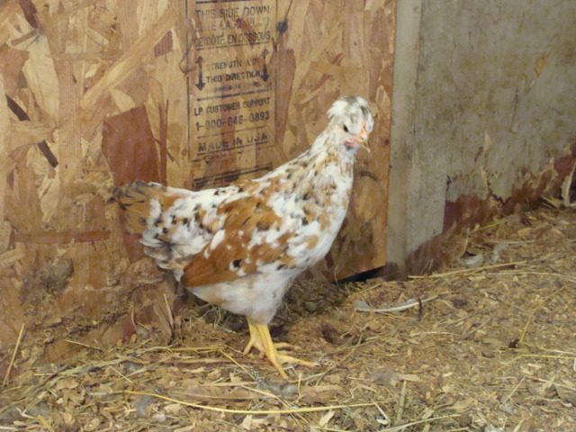 crested pullet 14 weeks