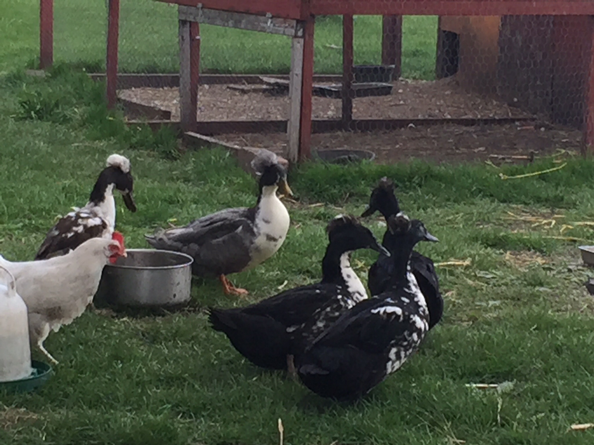 Crested Swedish ducks