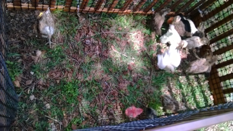 Crib outdoor chick run
