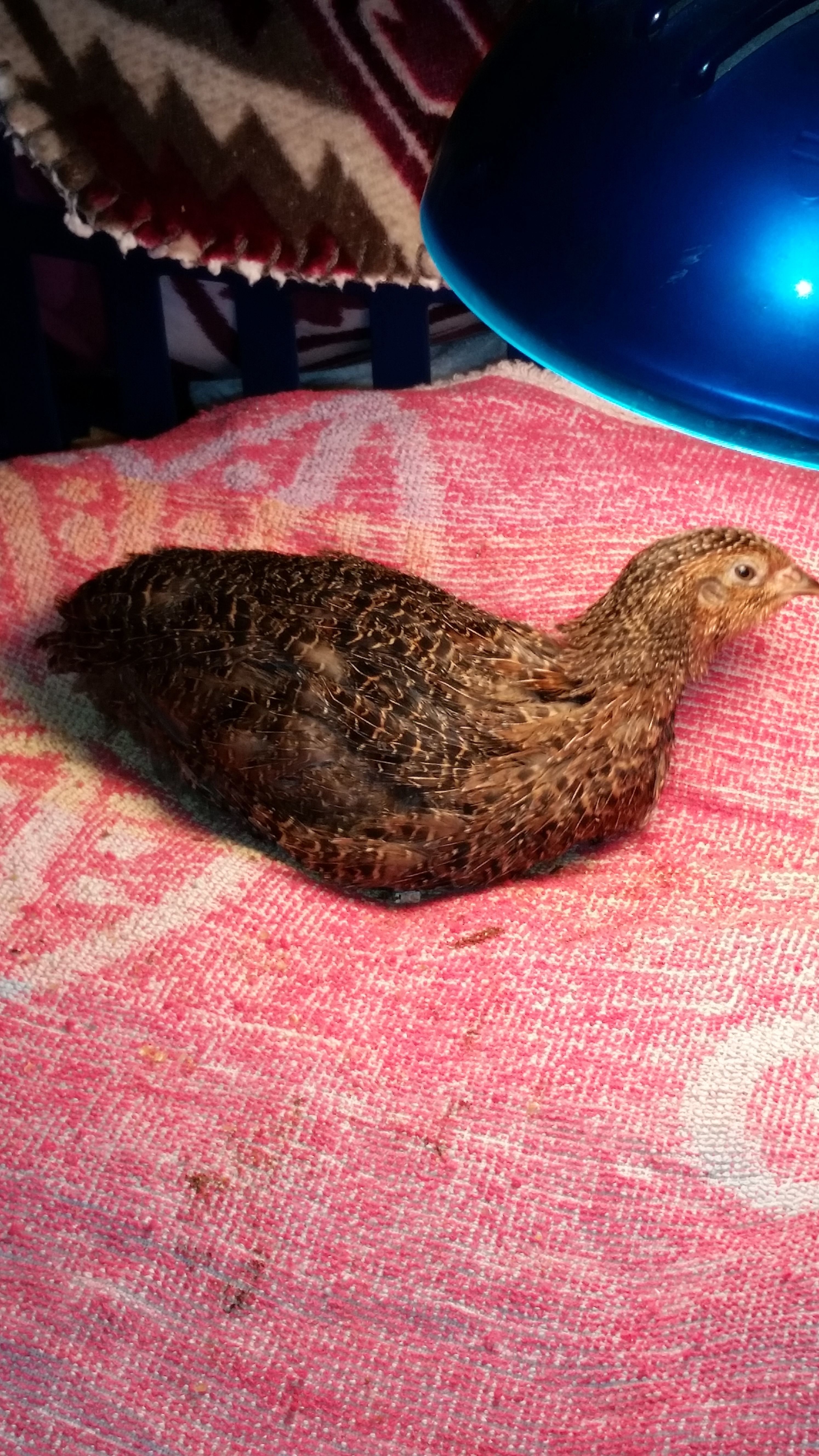 Cricket, male rosetta Quail born August 2016