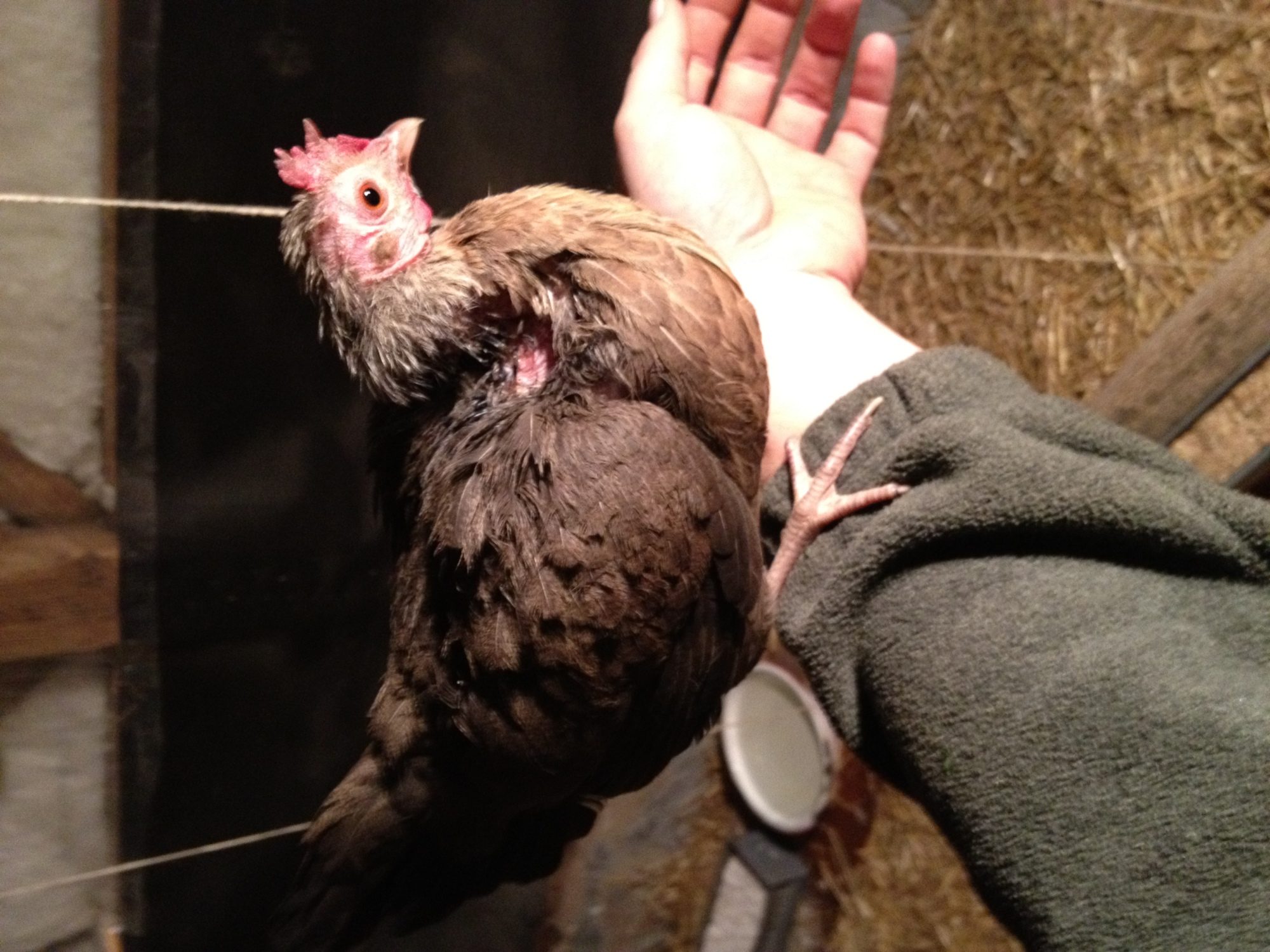 Cricket, my Silver Duckwing OEG Hen.