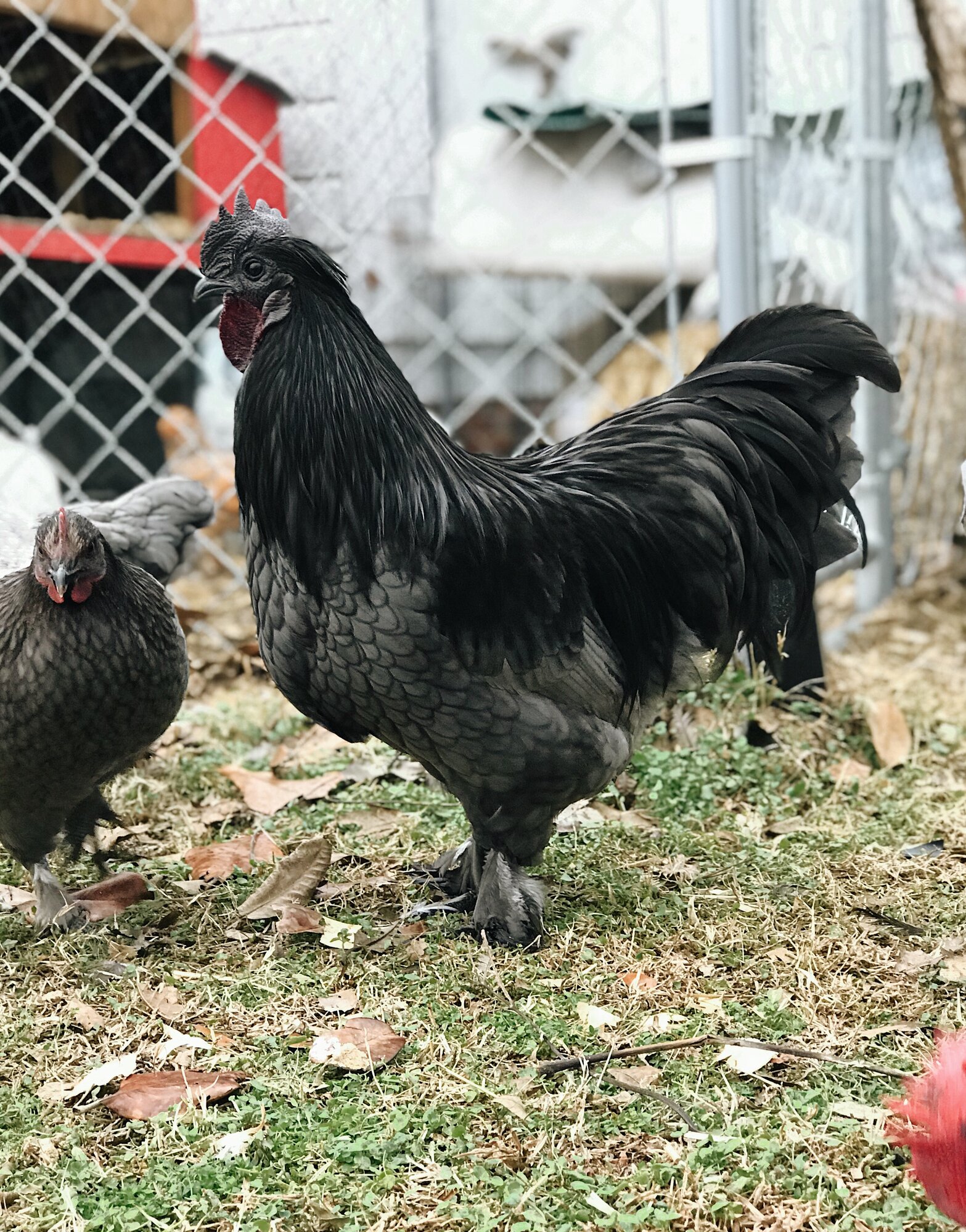 Cricket Our Head Rooster | Ayam Cemani x Cochin