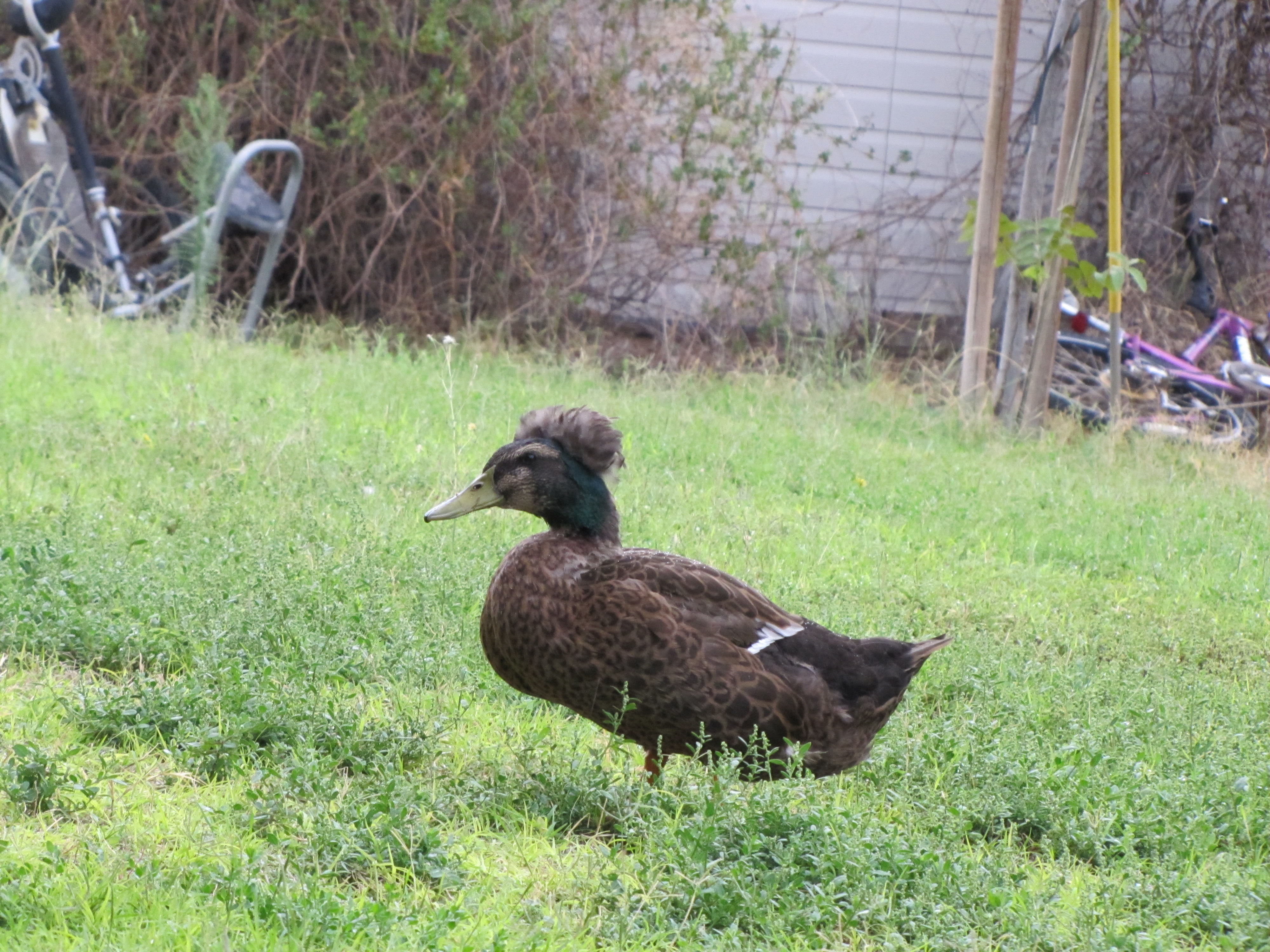 Crisco the Crested Duck