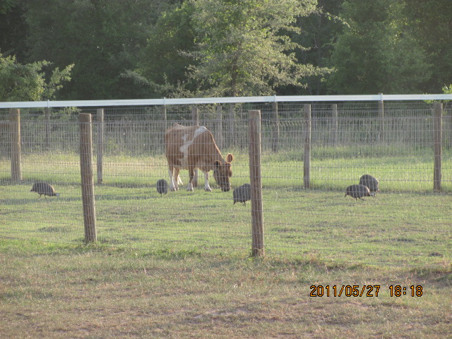 Crispy my mini milk cow, and my Guinea hens. Those hens travel farther than my chickens keeping my hayfield free of bugs and pests.