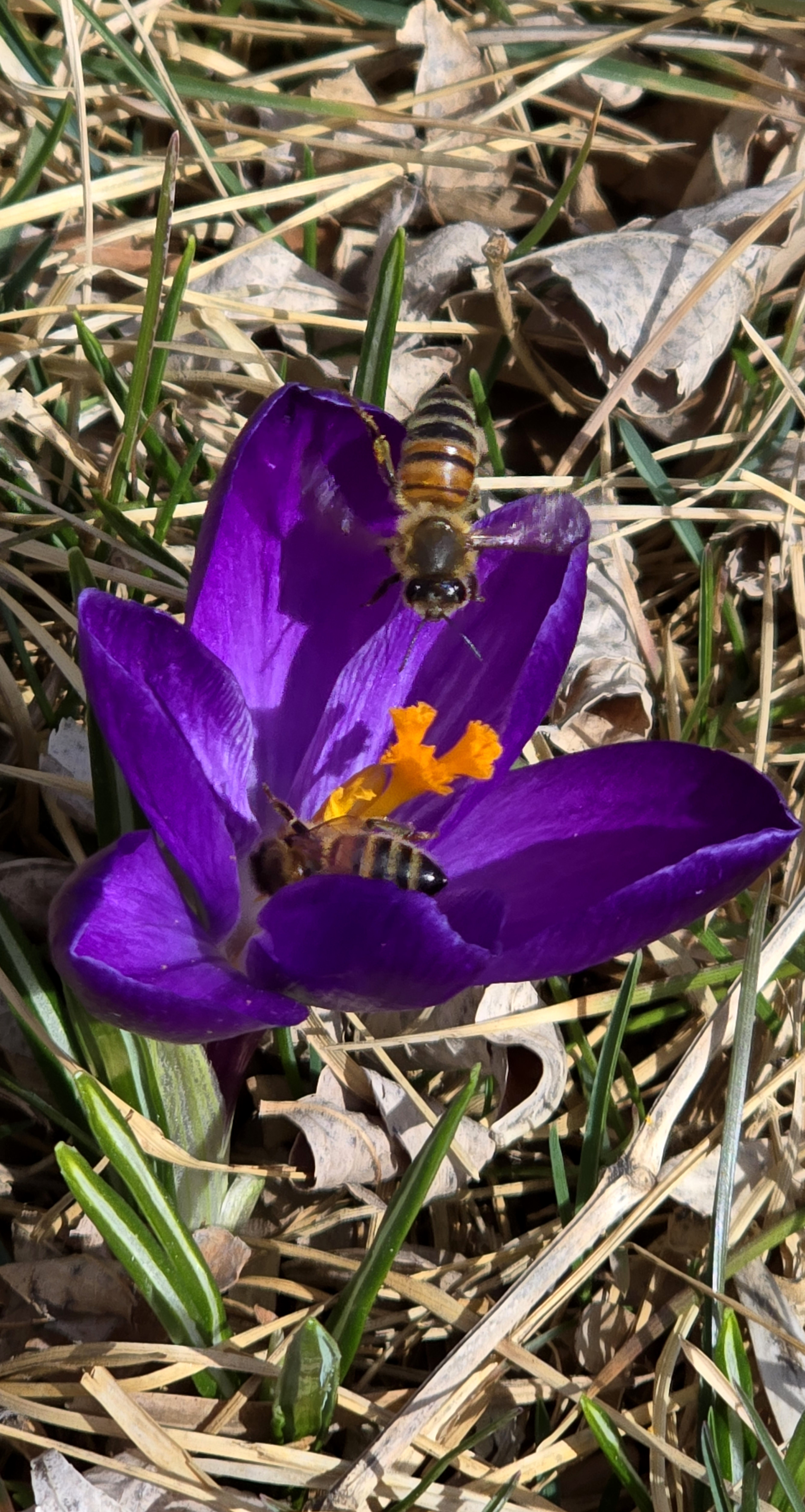 Crocus_20240322_153221.jpg