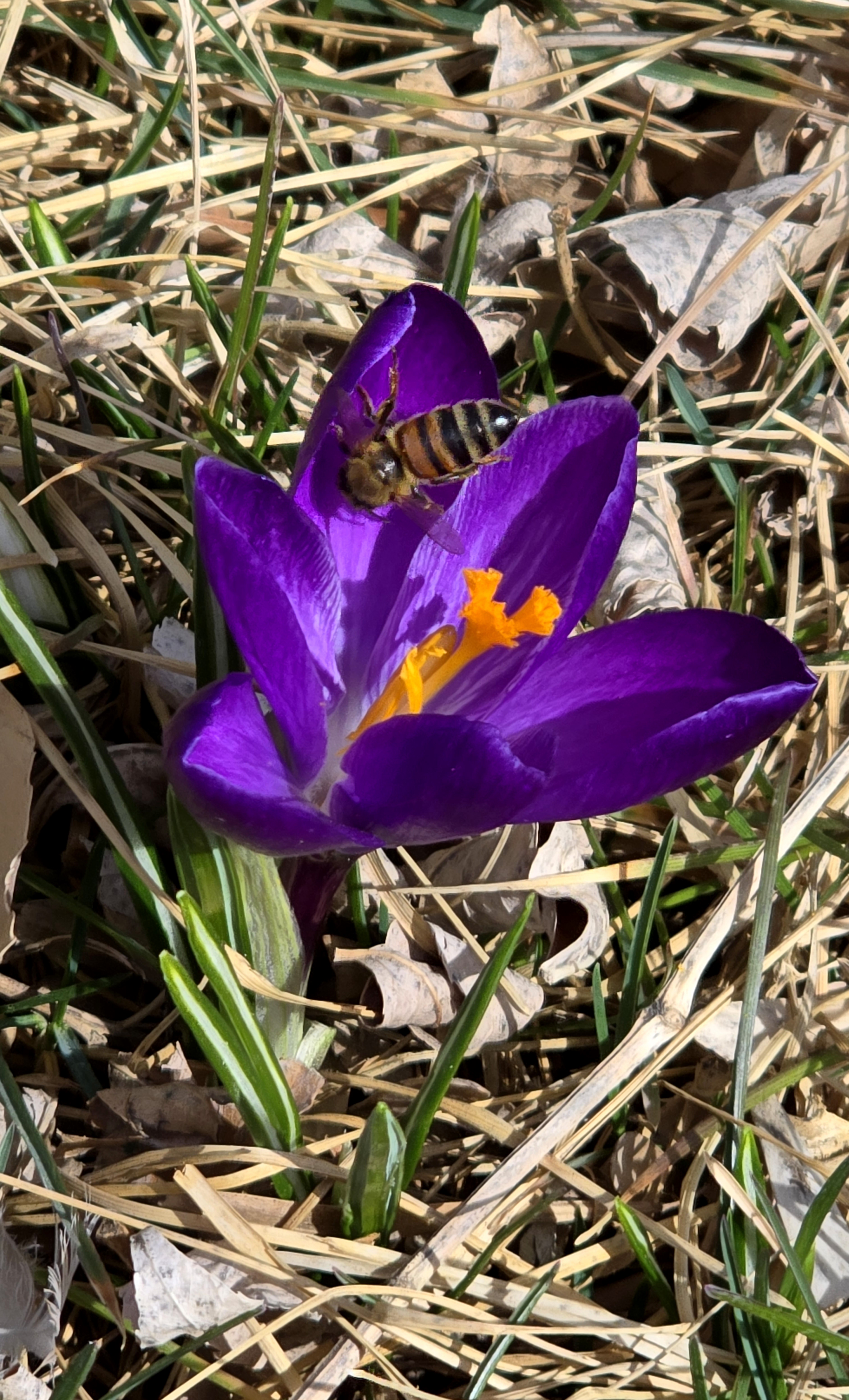 Crocus_20240322_153230.jpg