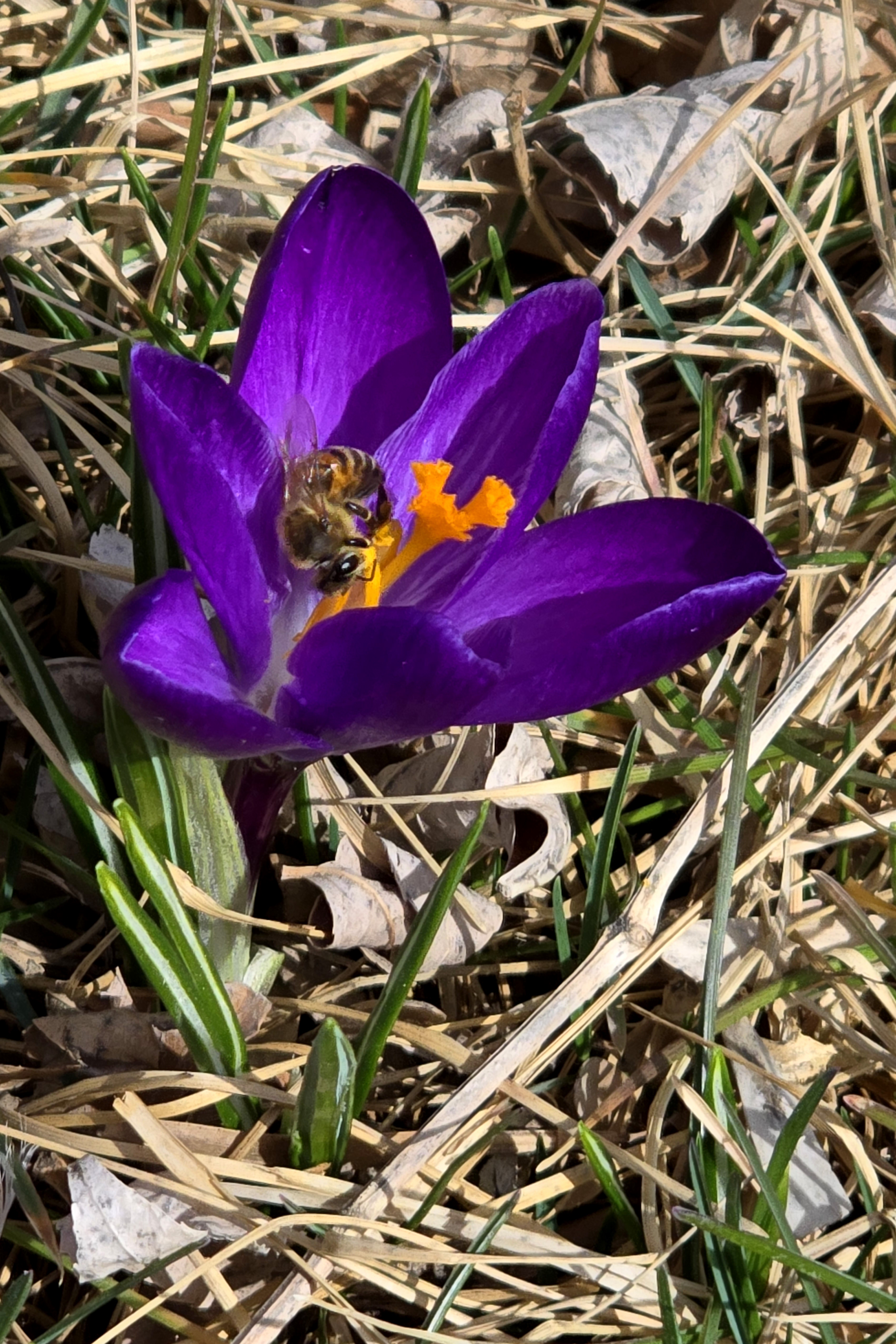 Crocus_20240322_153234.jpg