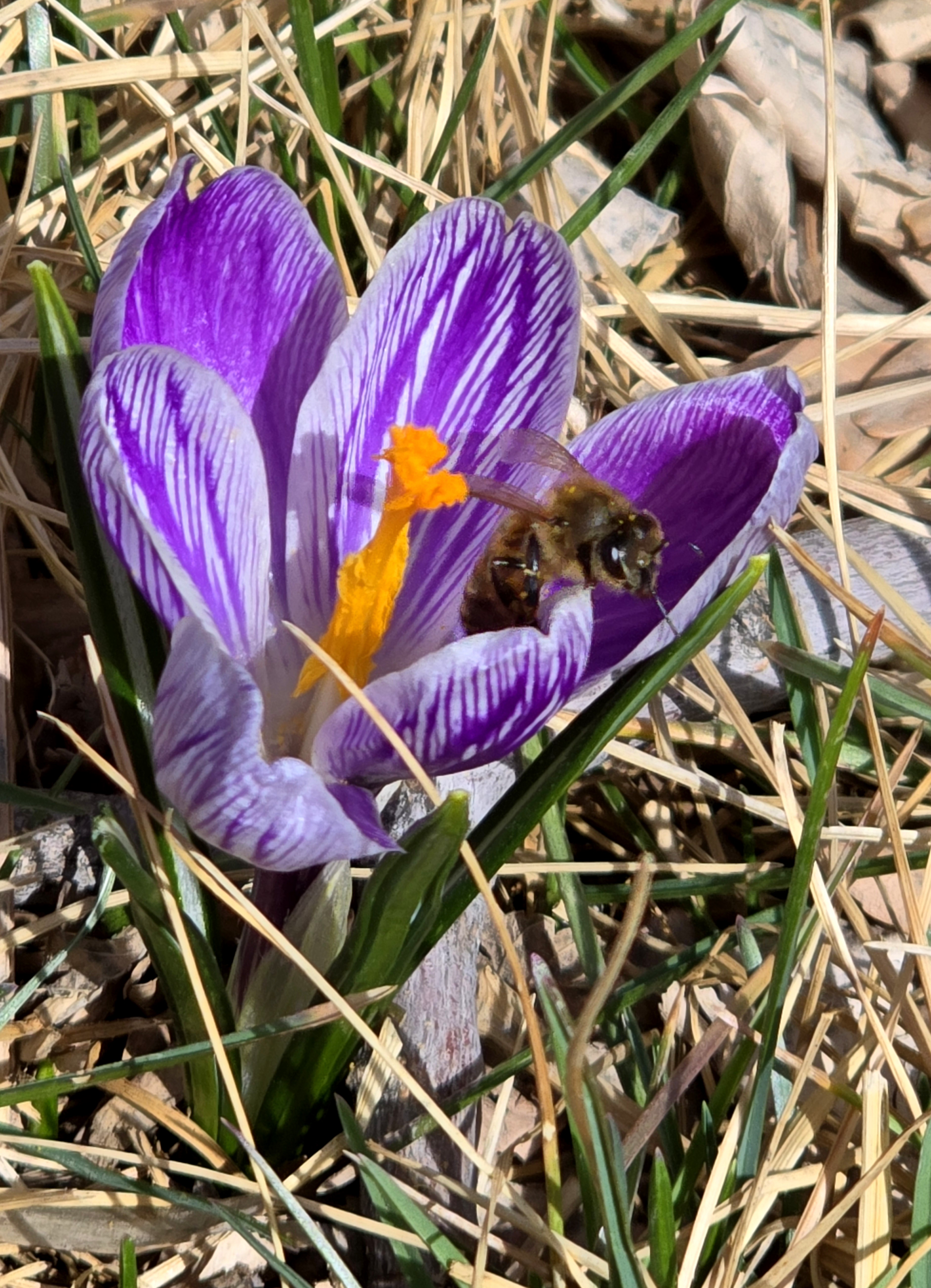 Crocus_20240322_153322.jpg