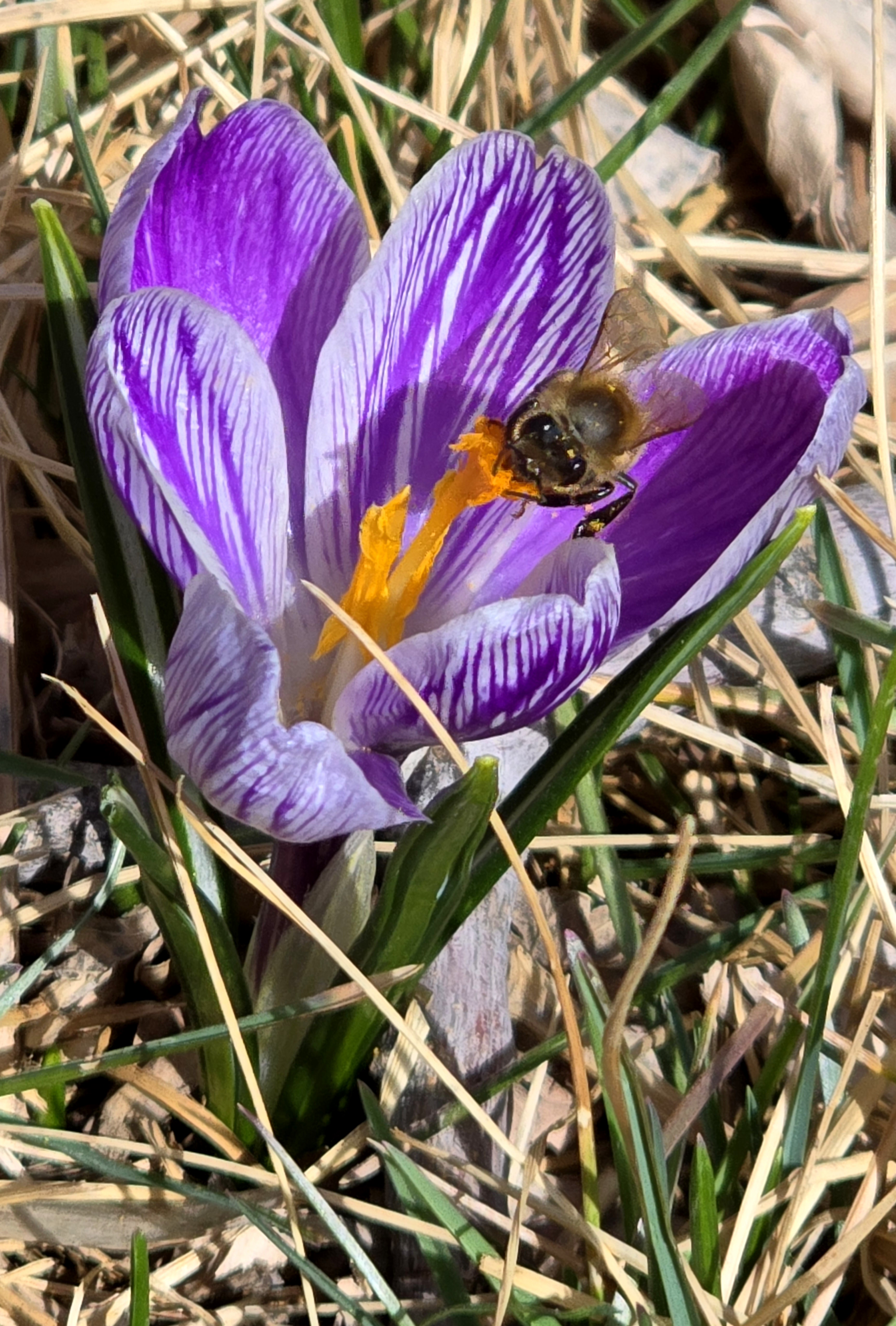 Crocus_20240322_153324.jpg