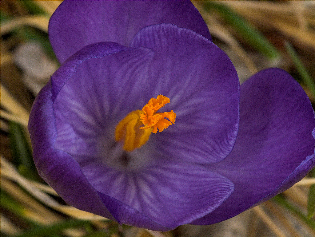 Crocus_U3223863_03-22-2018-001