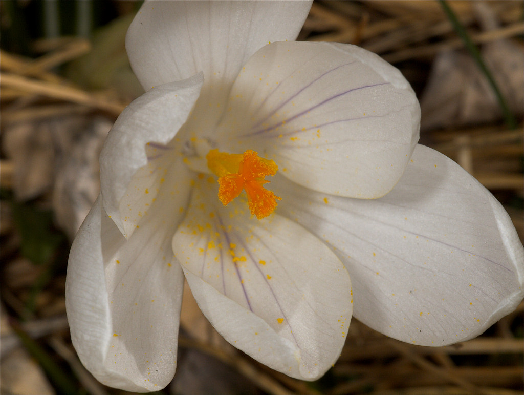 Crocus_U4054098_04-05-2019-001