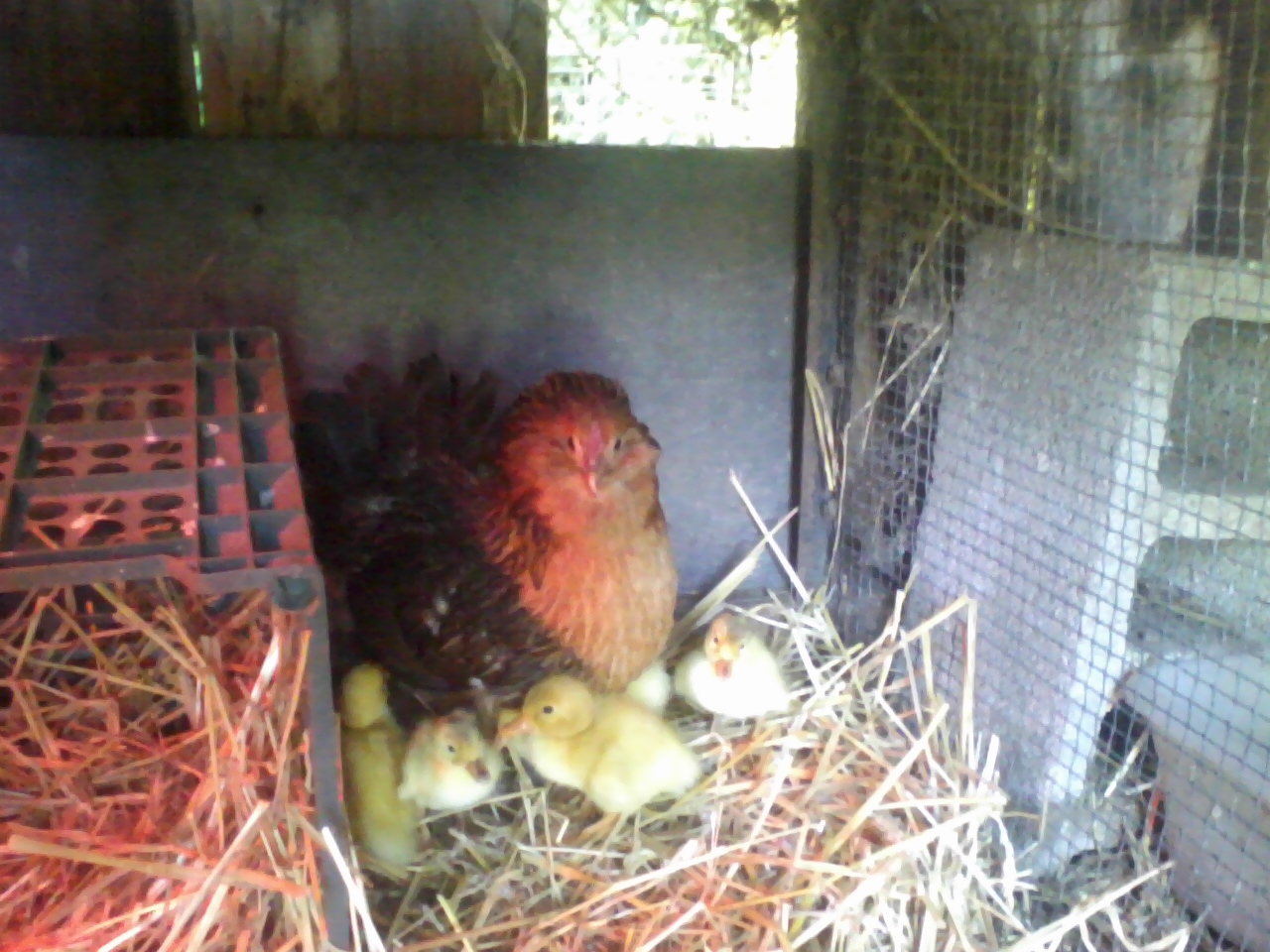 Crookybeak and her strange brood.