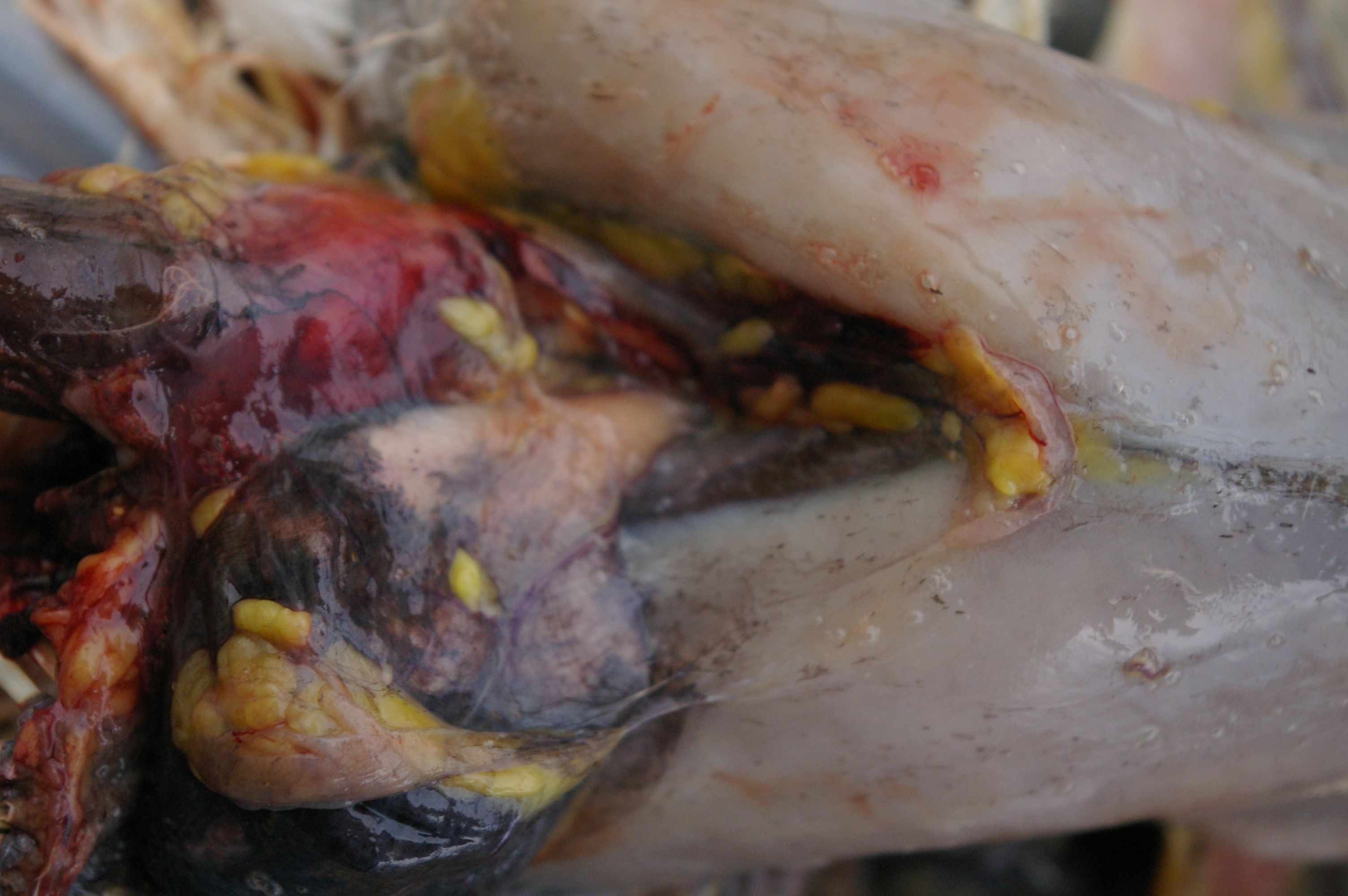 Crop pulled out slightly. You can see where the paler connecting tube goes through into the body cavity. This connects to the Proventricular. I removed the crop so that I could then open the body cavity