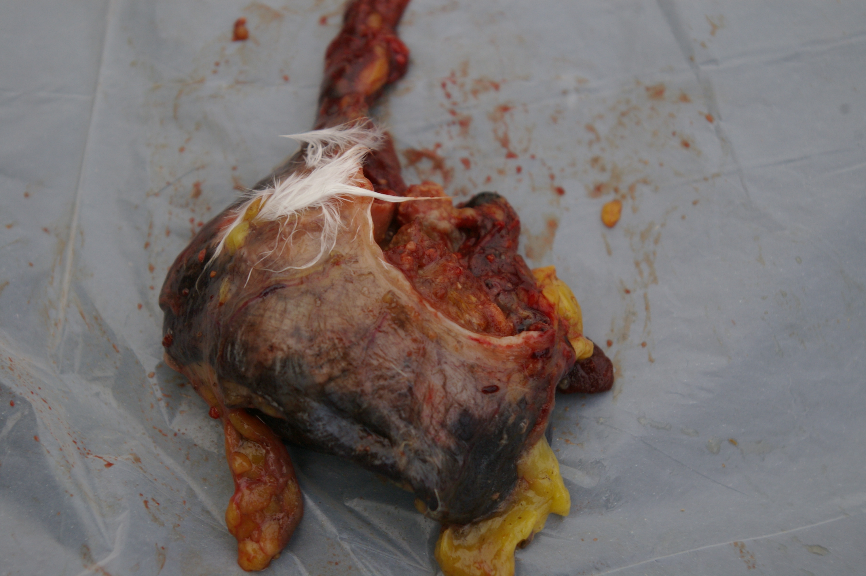 Crop sac removed