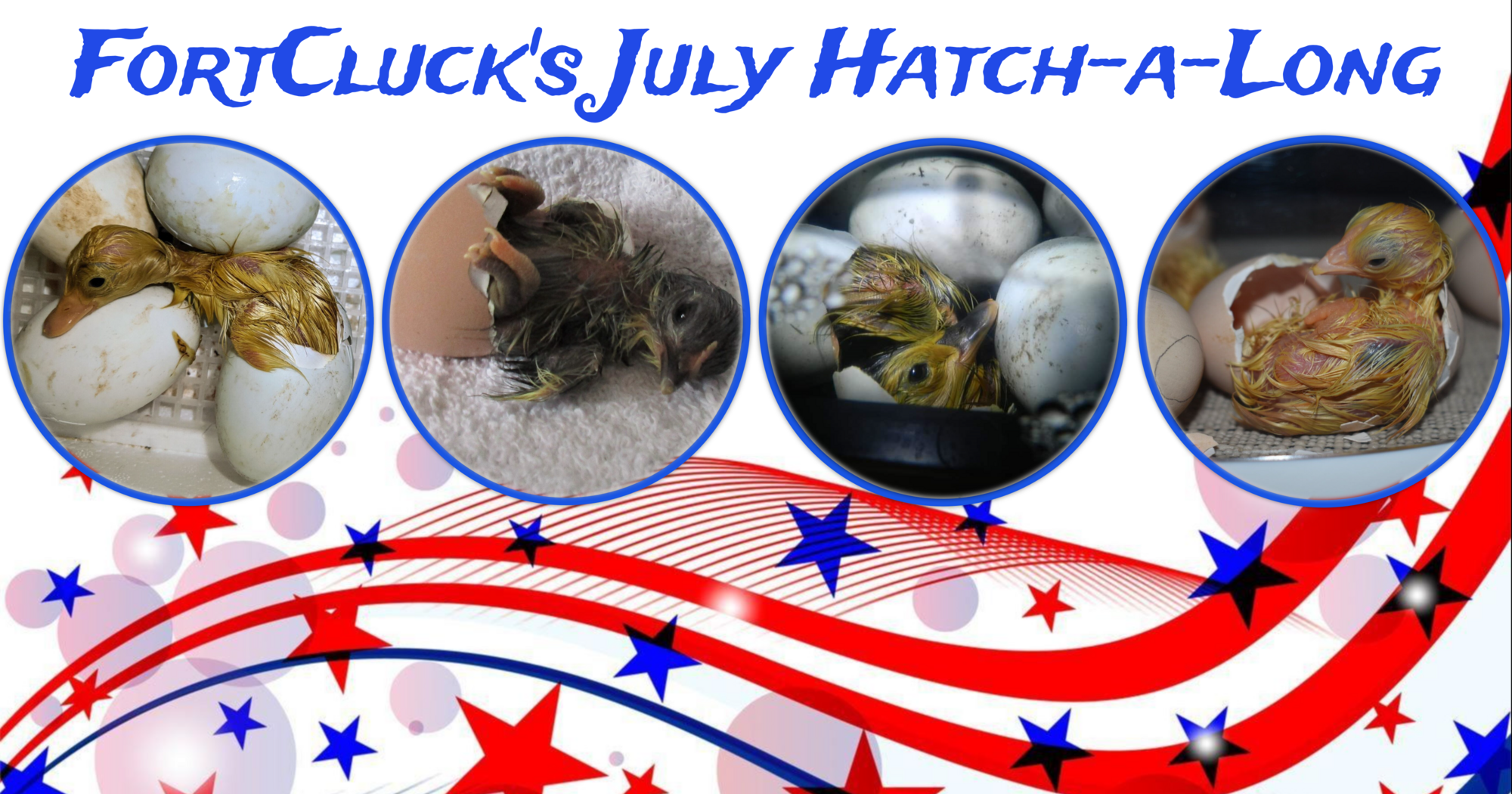 cropped collage egg_5 (3).png