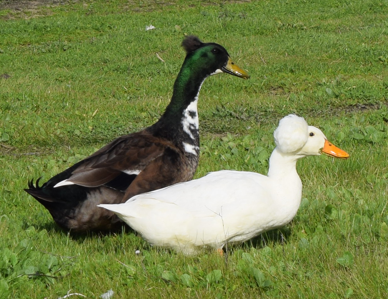 Cropped_1_DSC_0009
