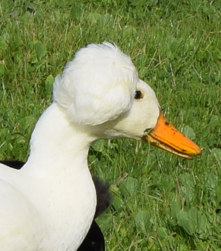 Cropped_1_DSC_0011