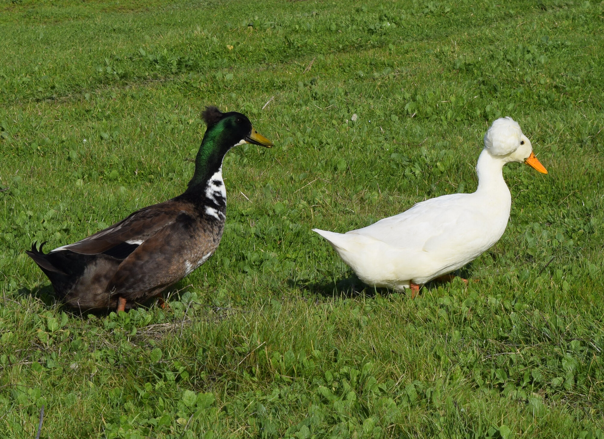 Cropped_1_DSC_0015
