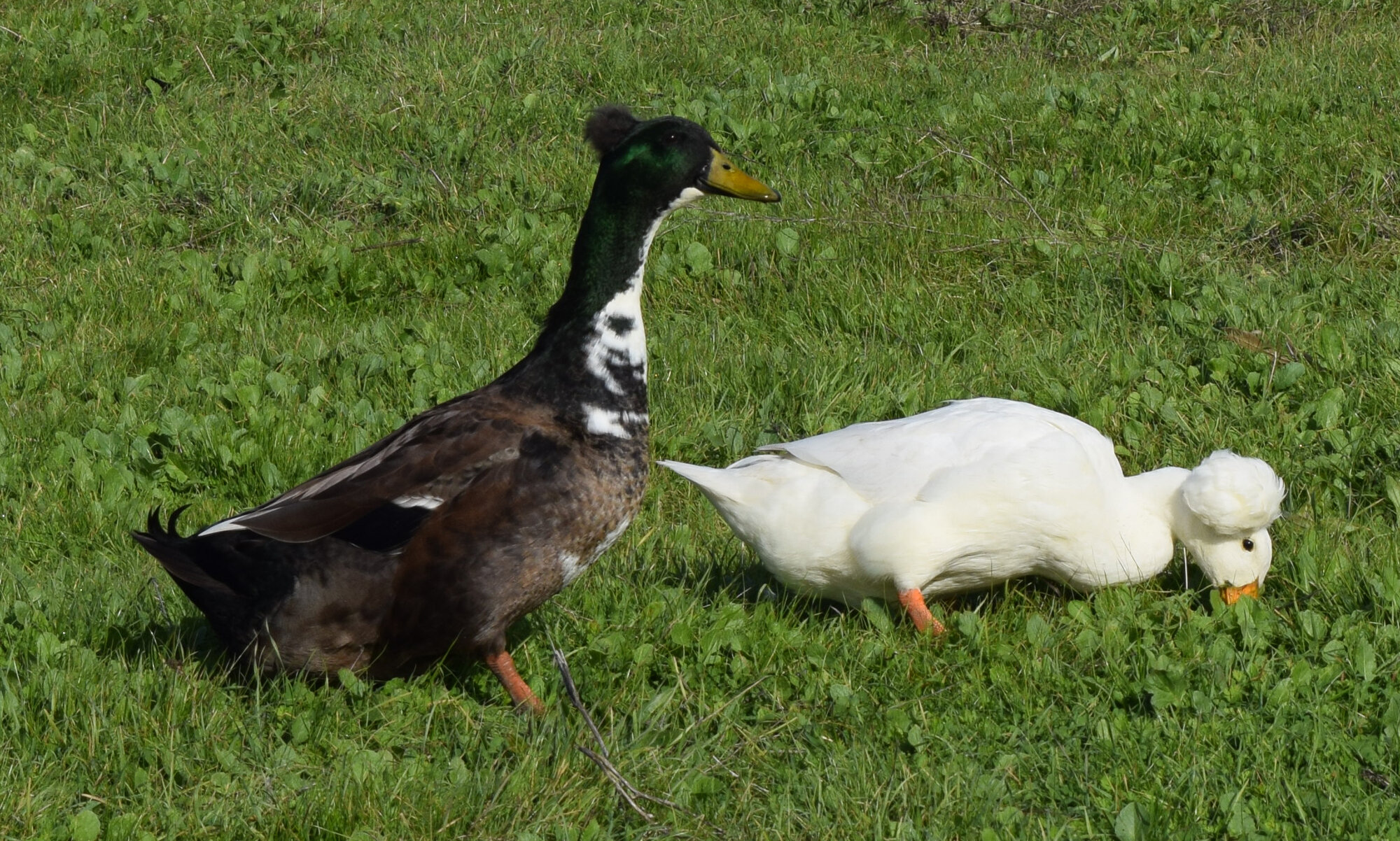 Cropped_1_DSC_0016