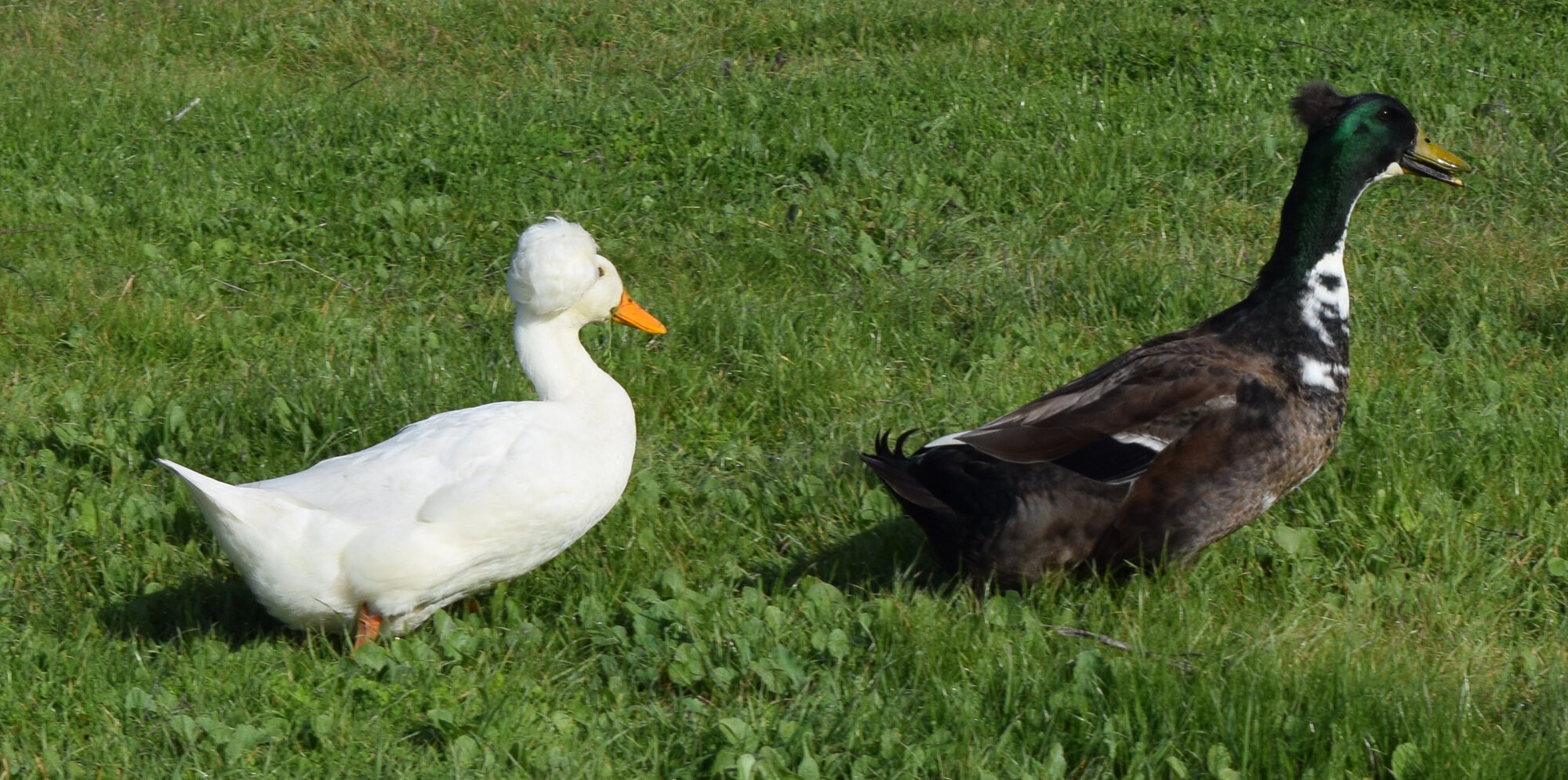 Cropped_1_DSC_0017