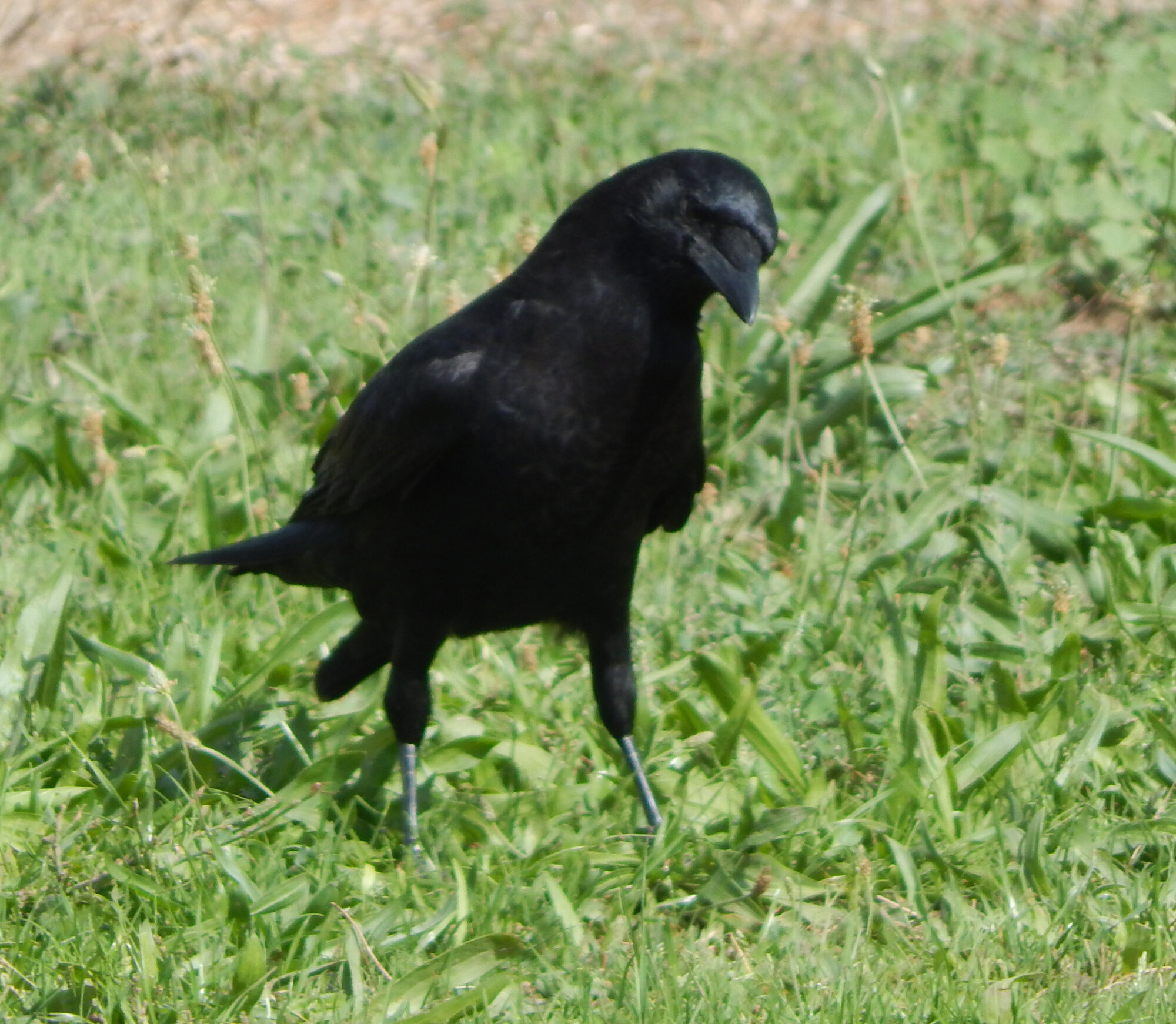 Cropped_DSCN3085