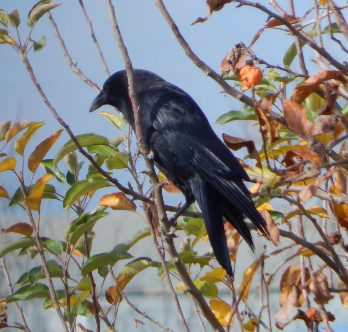 Cropped_DSCN4792 (Large)