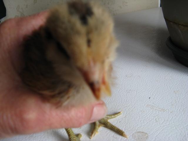 cross beak, 2010 ...Hatchery hen