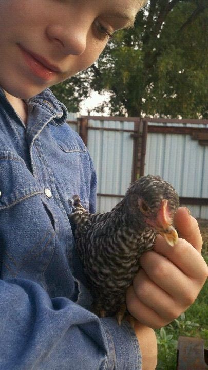 *
Cross beaked barred rock about 3 months old.
