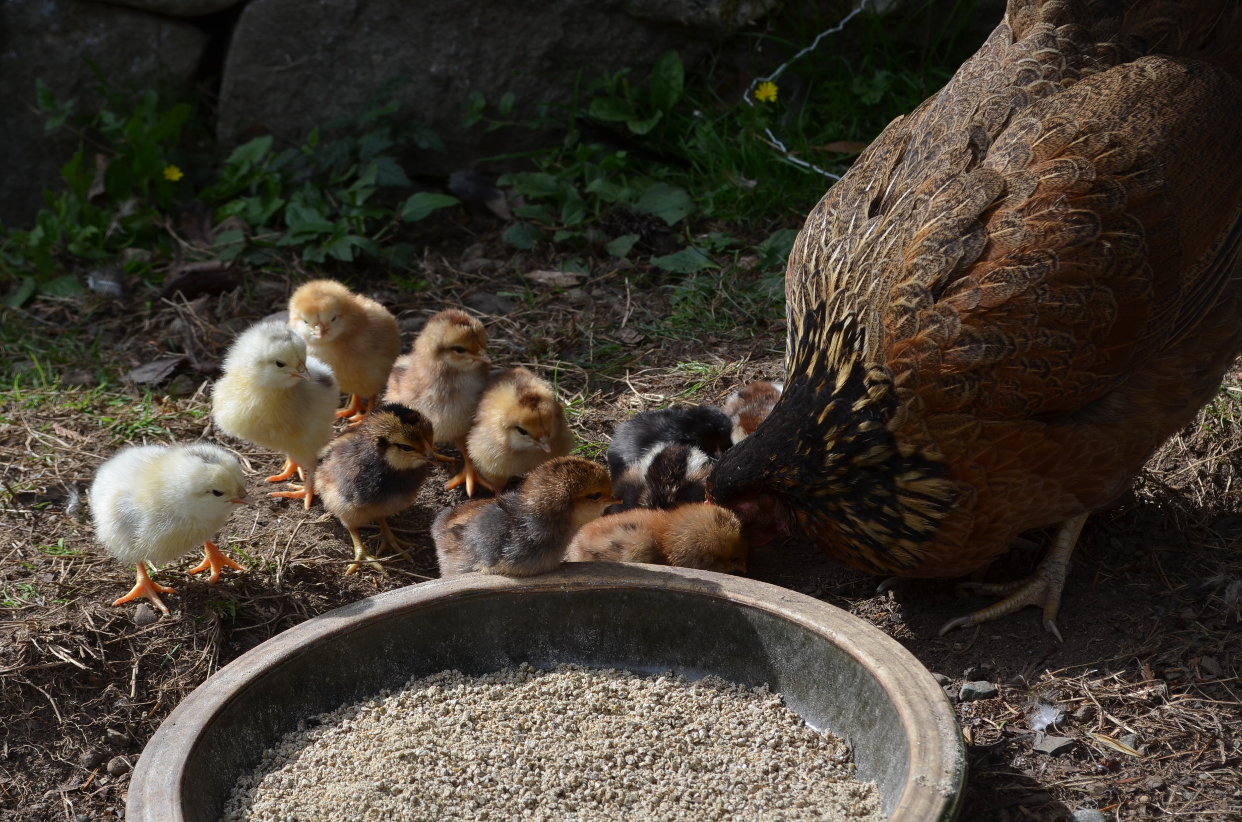 cross breed hen and chicks