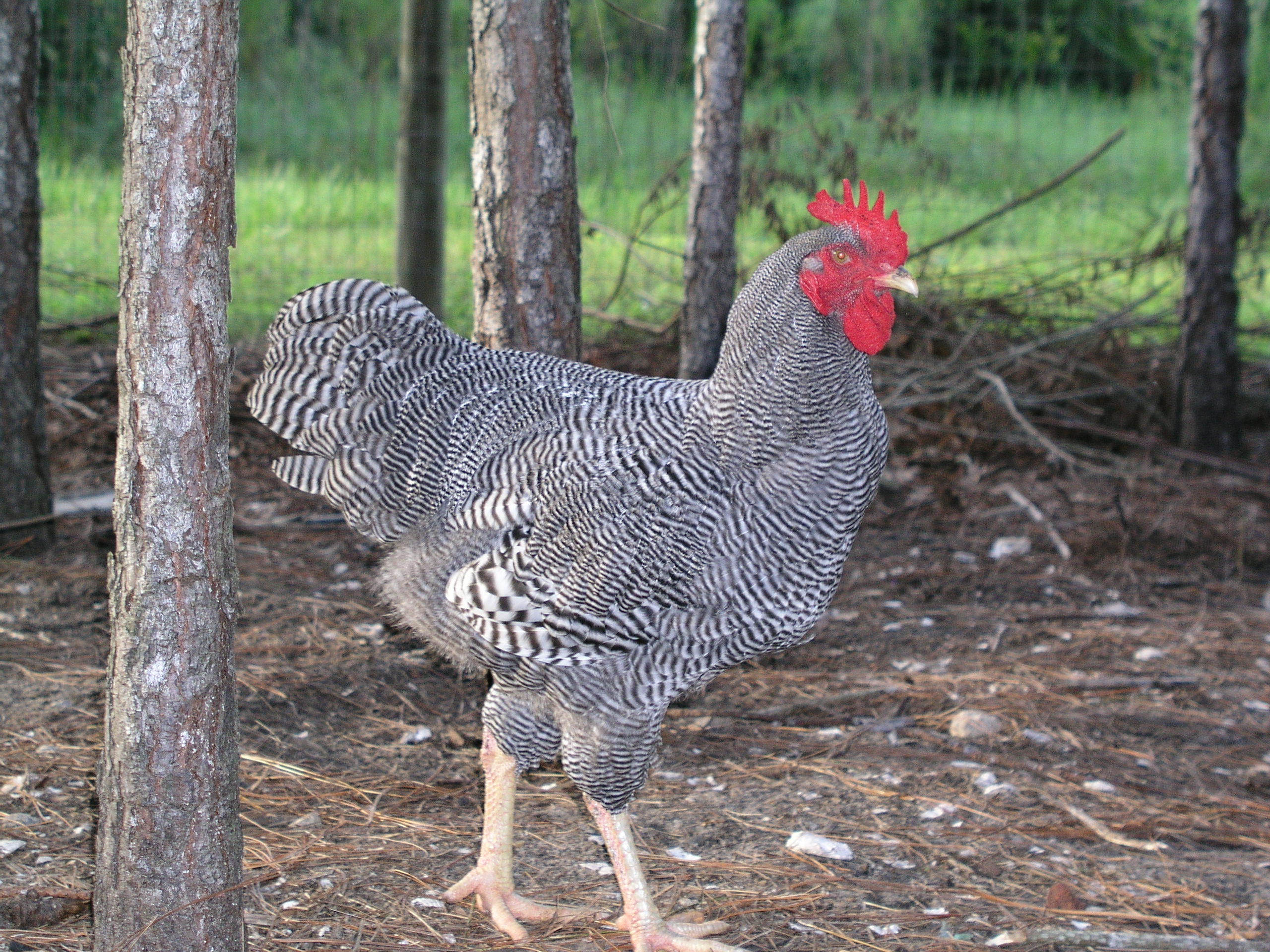 cross male february hatch