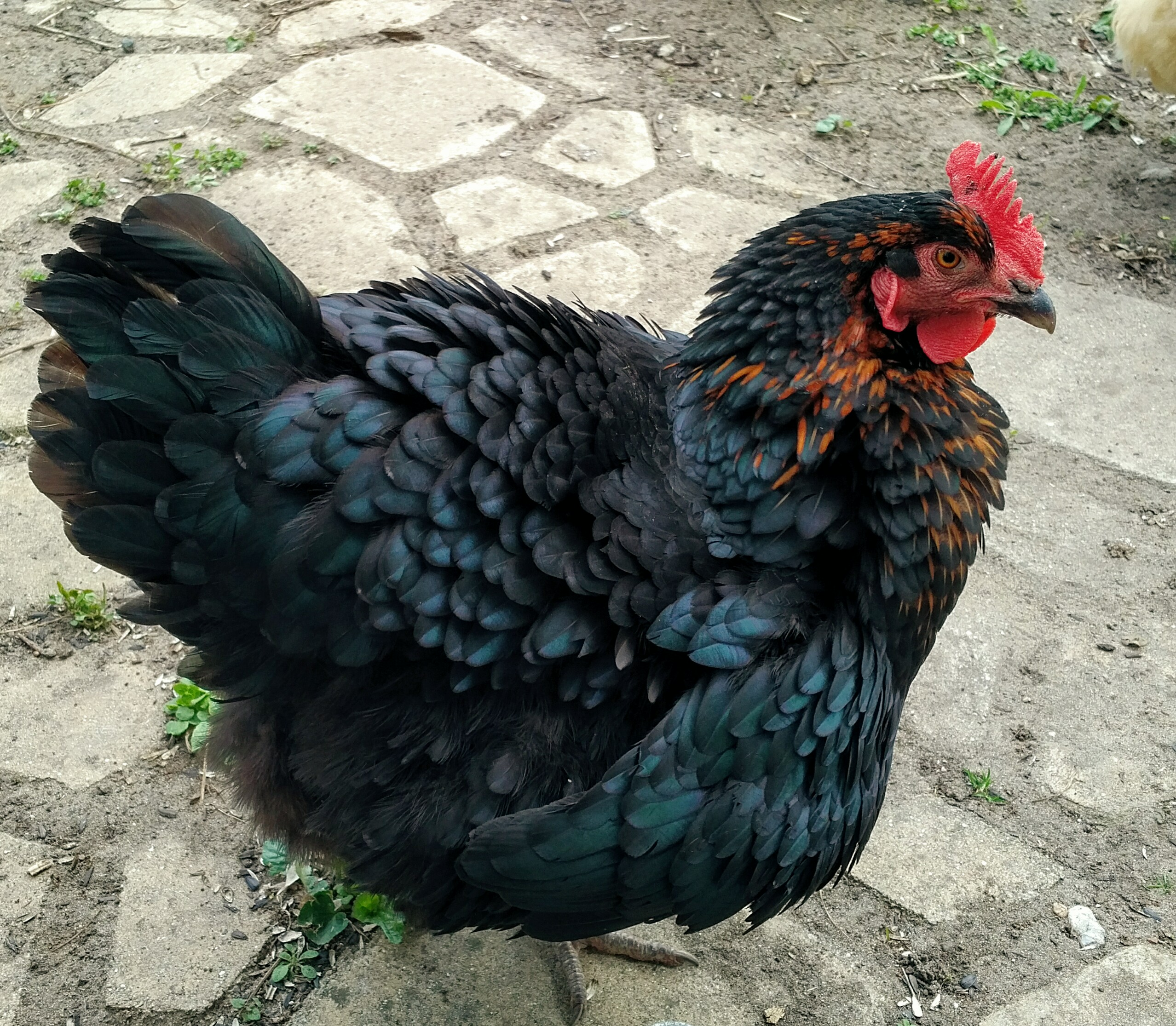Crow, a black sex link chicken. 