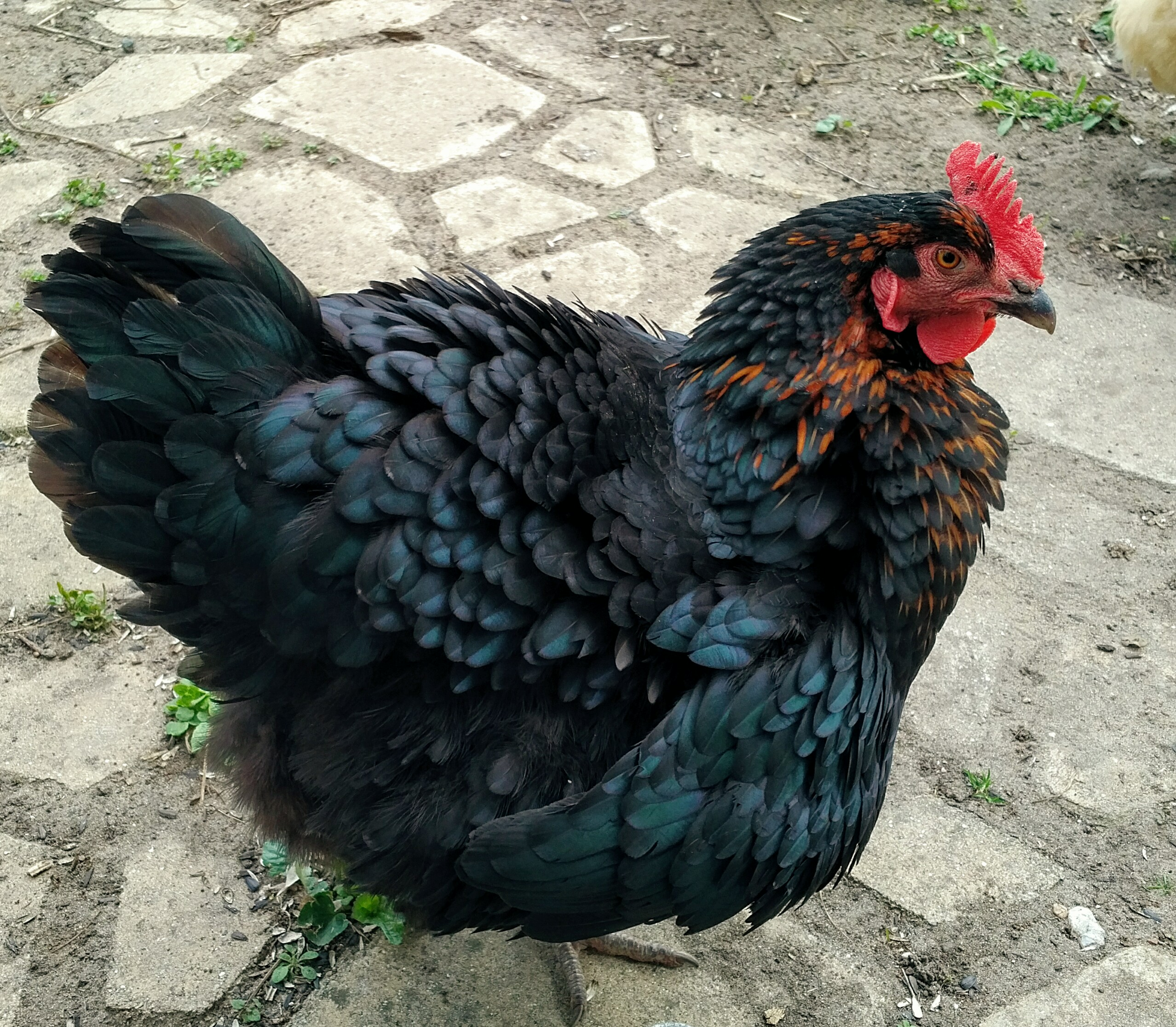 Crow, a black sex link chicken