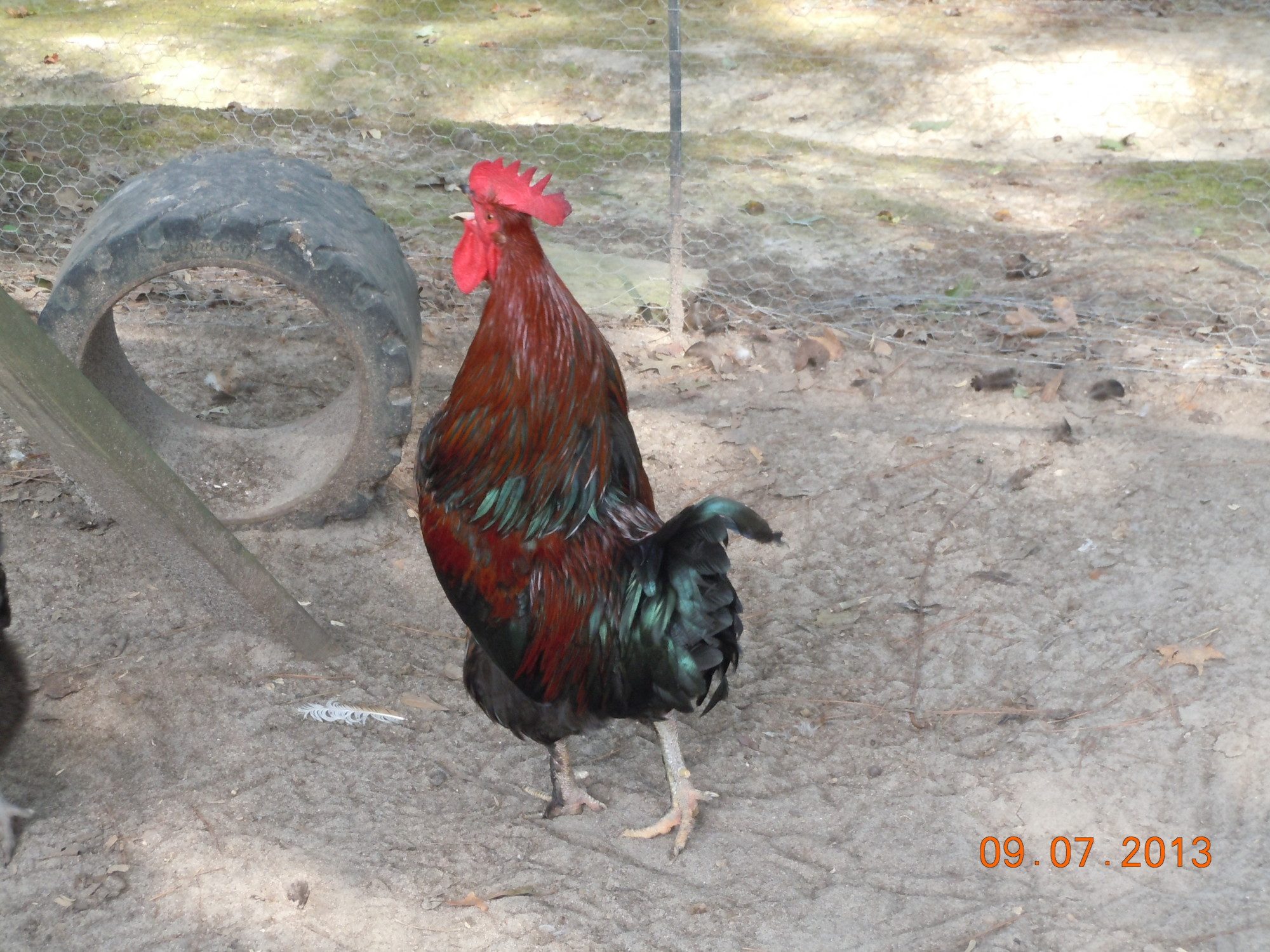 Crow big daddy, crow!