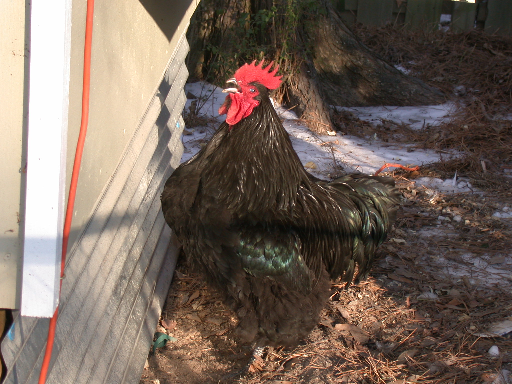 Crowing after cabin fever in ice storms