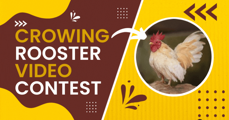 crowing rooster video contest.gif