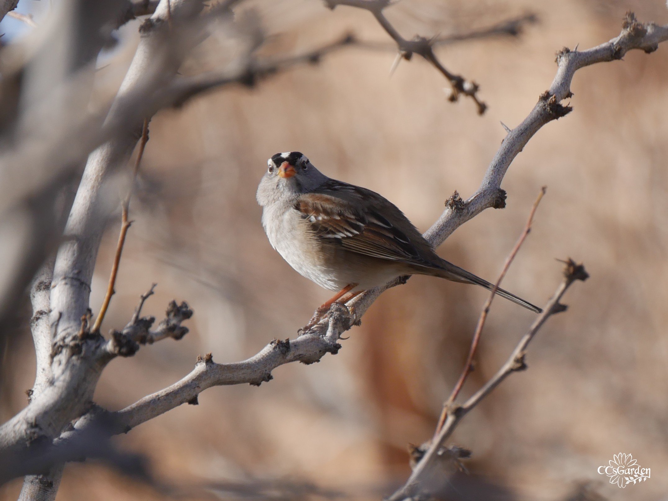 Crowned sparrow