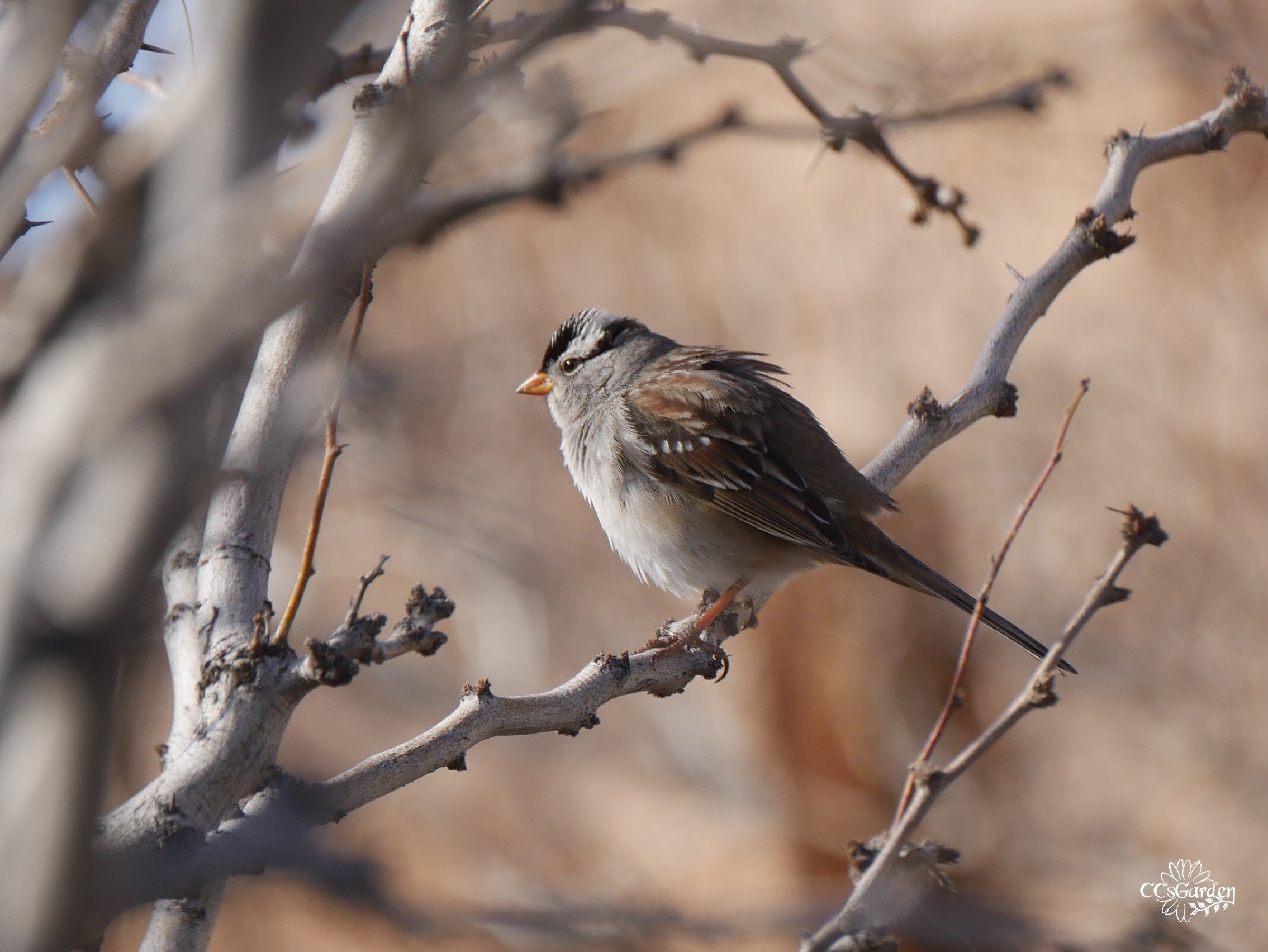Crowned sparrow