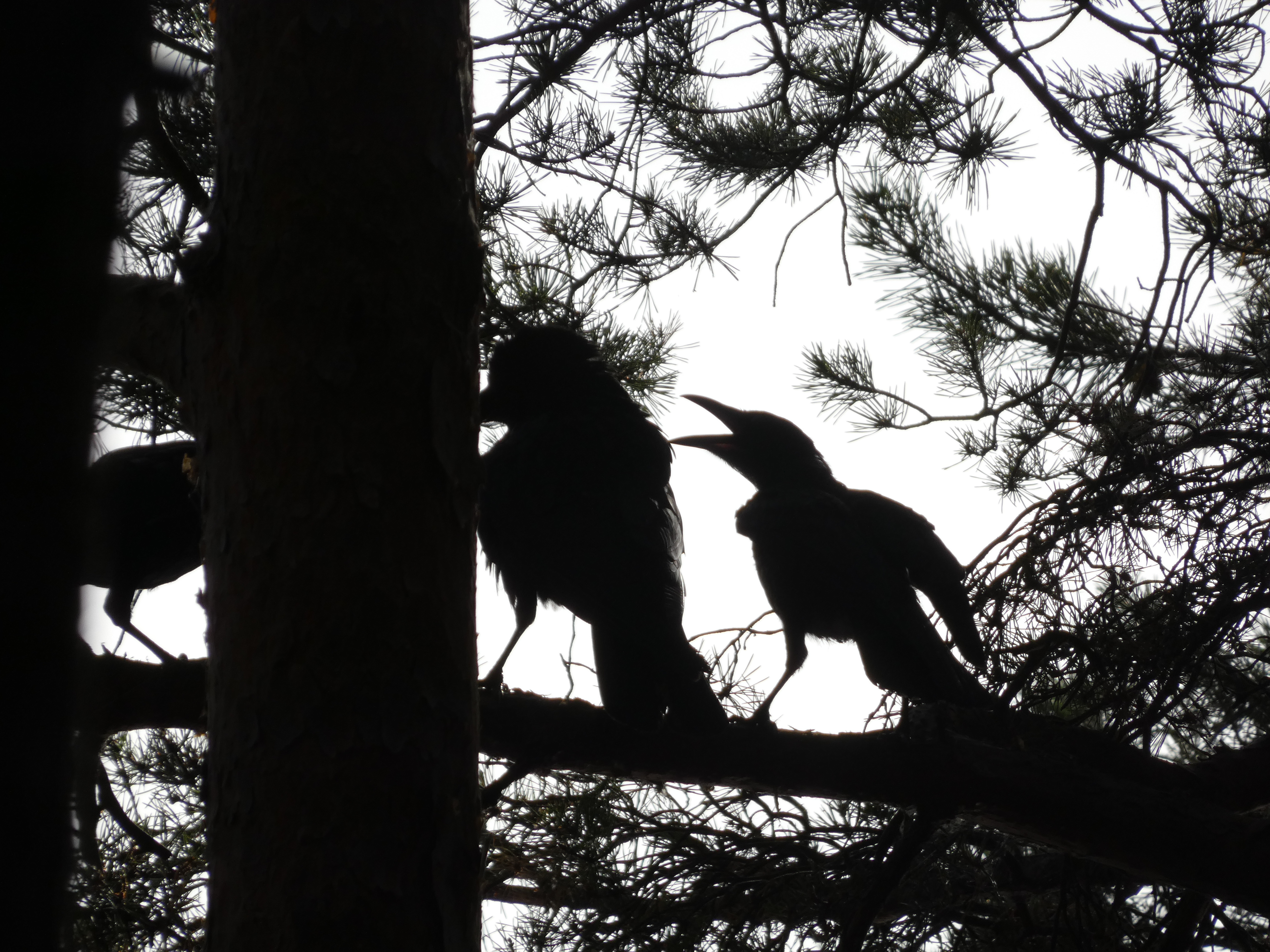 Crows Crowing