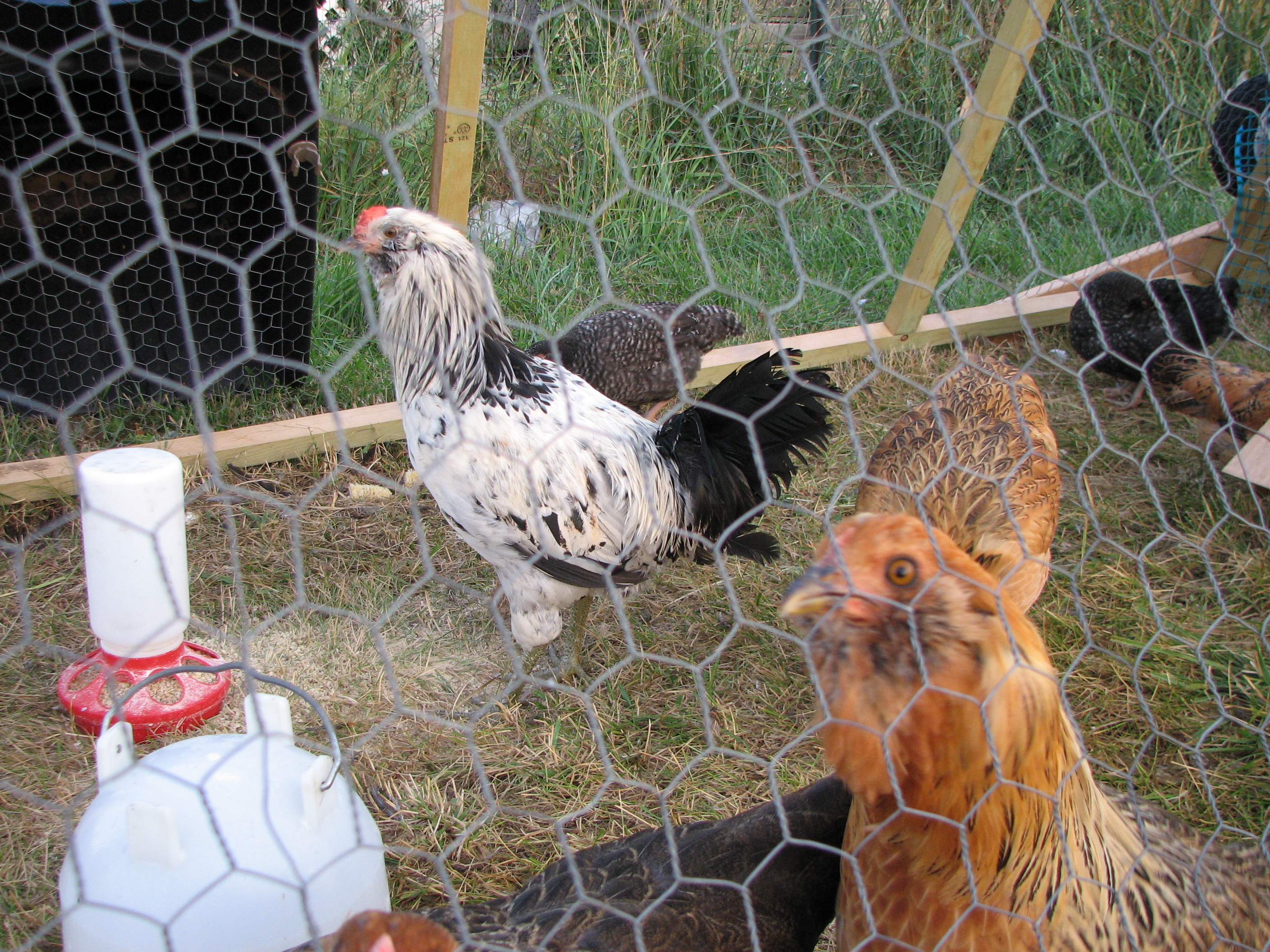 Cruiser - my Easter Egger Roo.