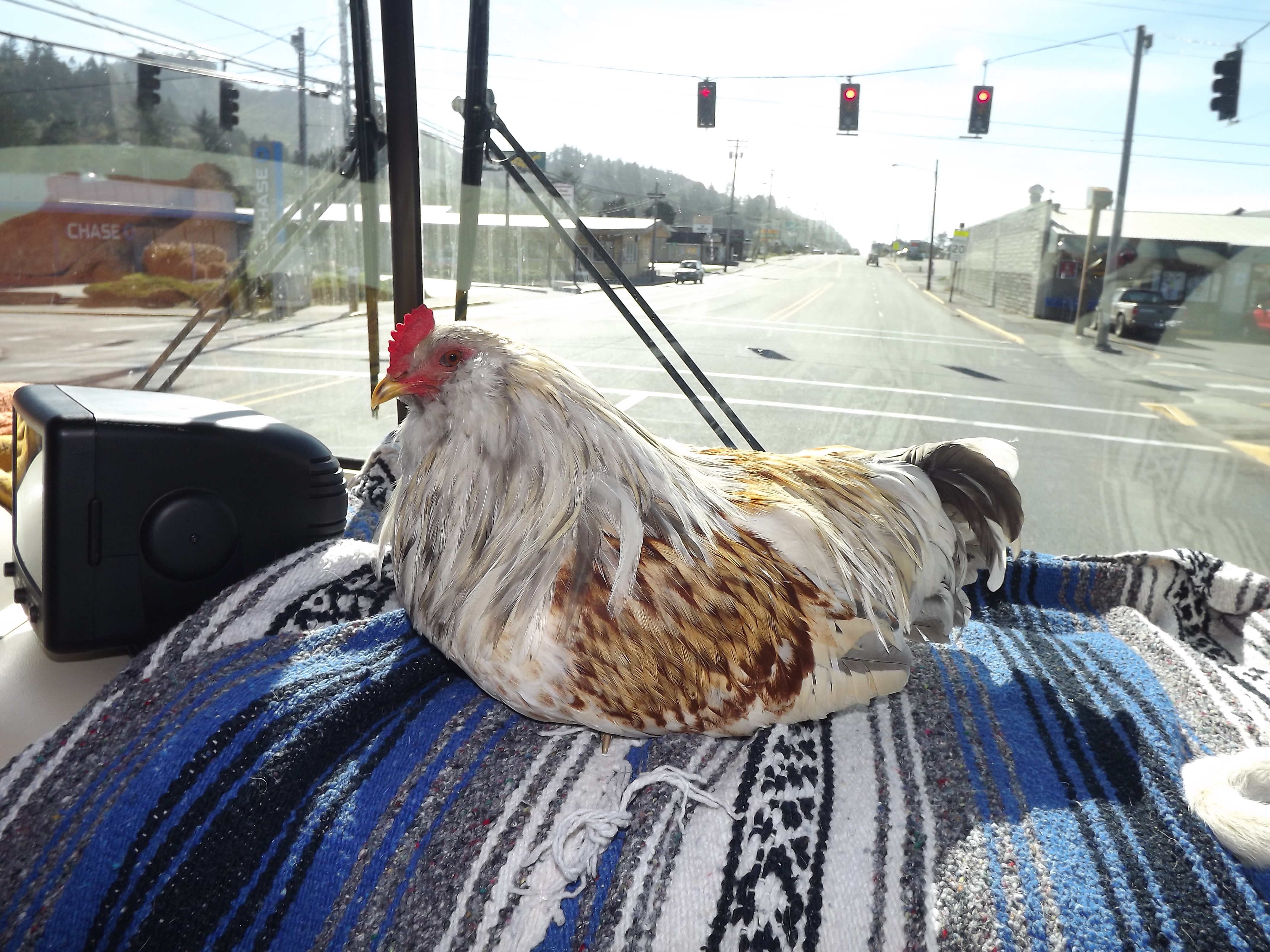Cruising in style