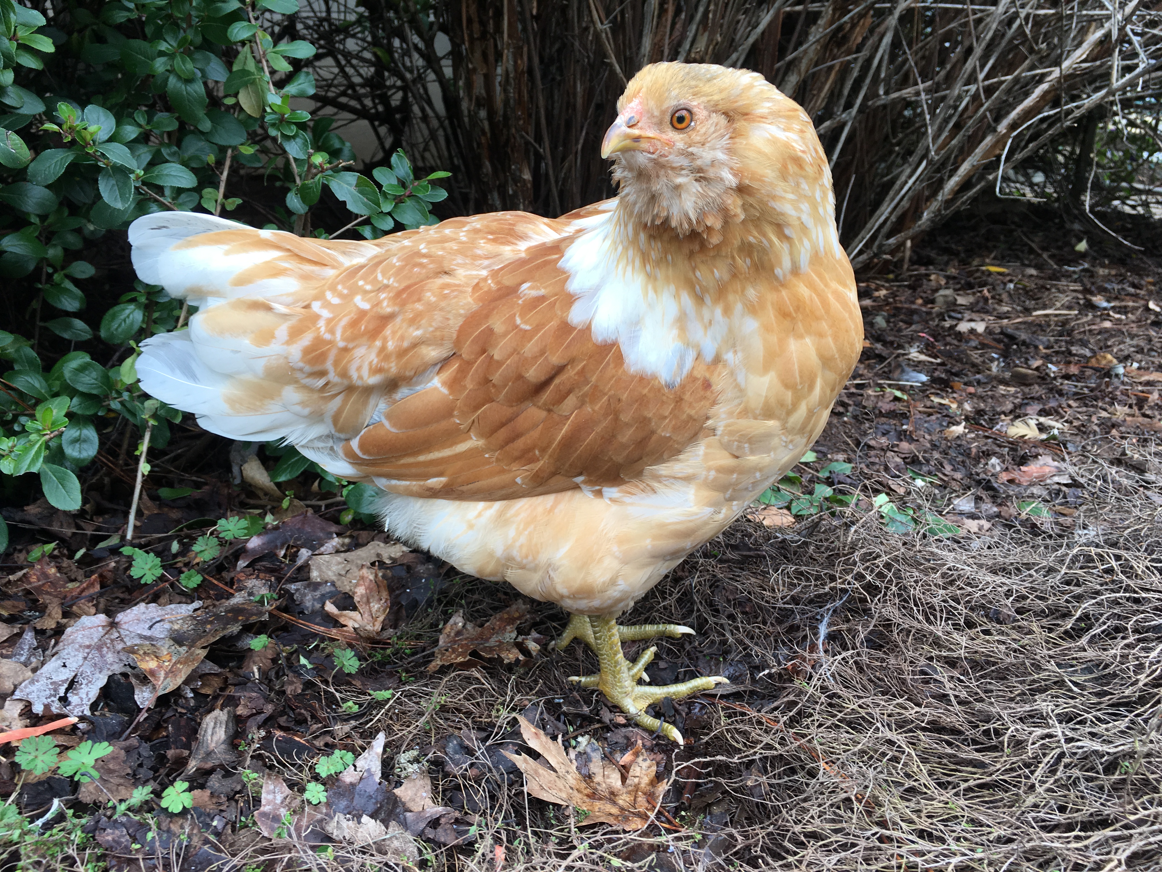 Crystal, an Easter Egger?