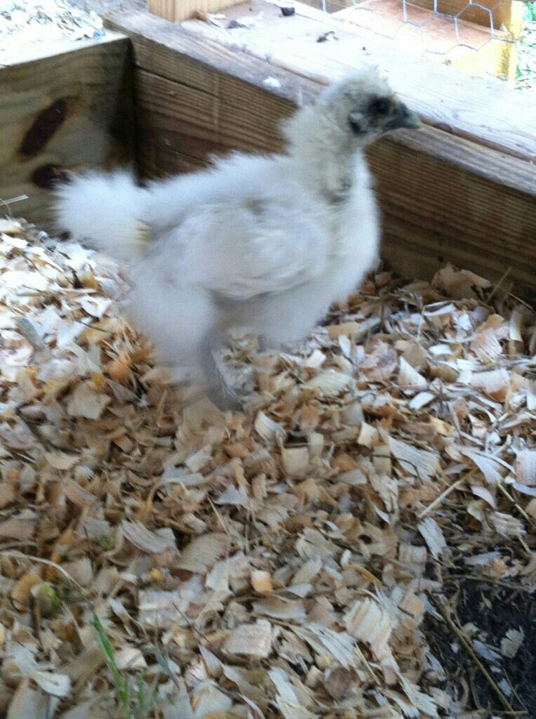 Crystal BackYard Chickens Learn How to Raise Chickens