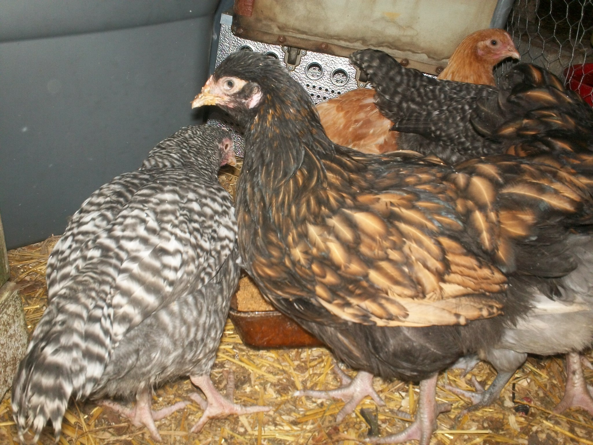 Cuckoo and Gold Laced Orpingtons | BackYard Chickens - Learn How to