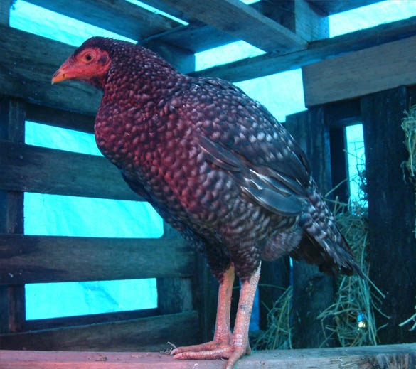 Cuckoo colored Shamo pullet; day of arrival and feeling cold.
