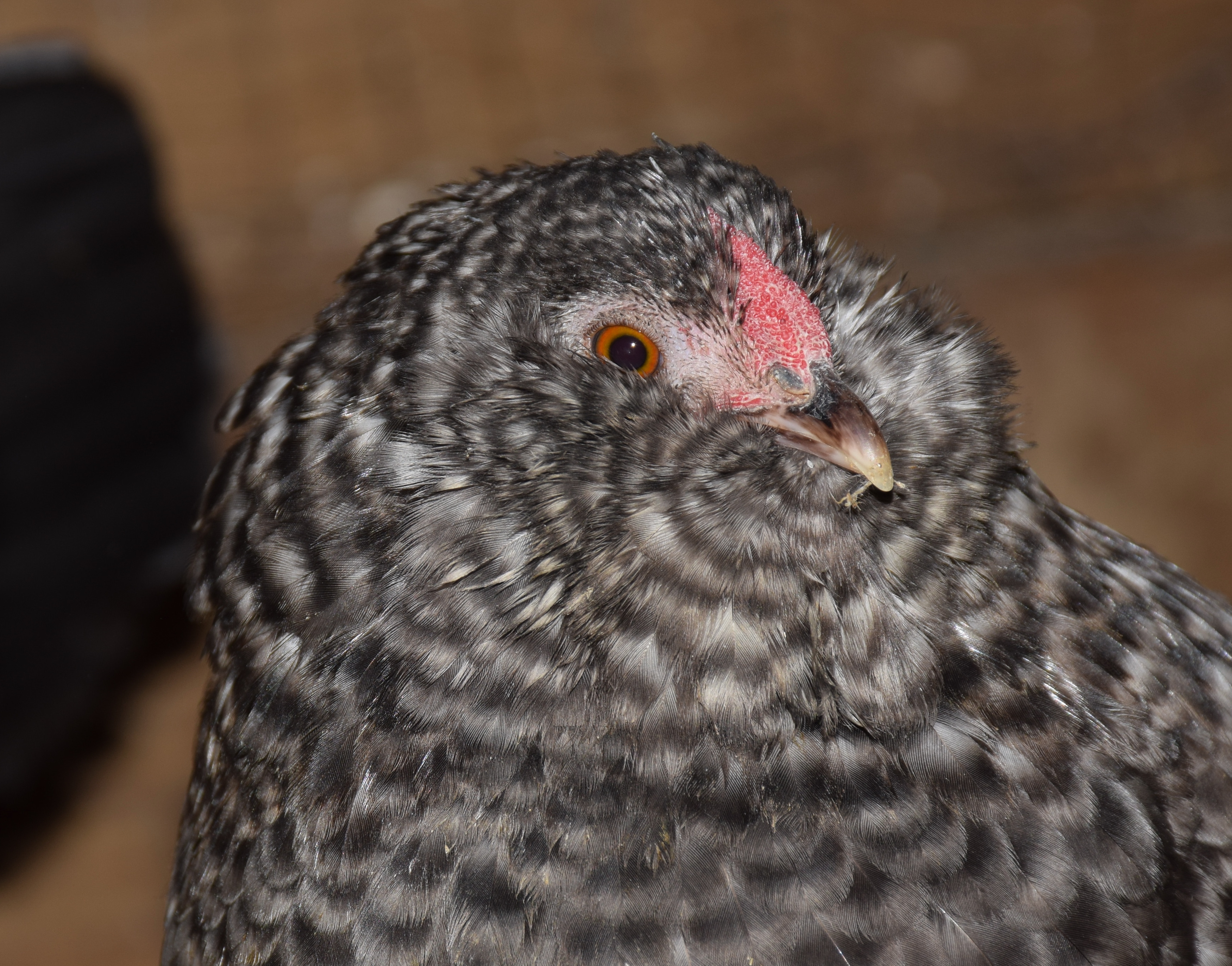 Cuckoo d'Anver