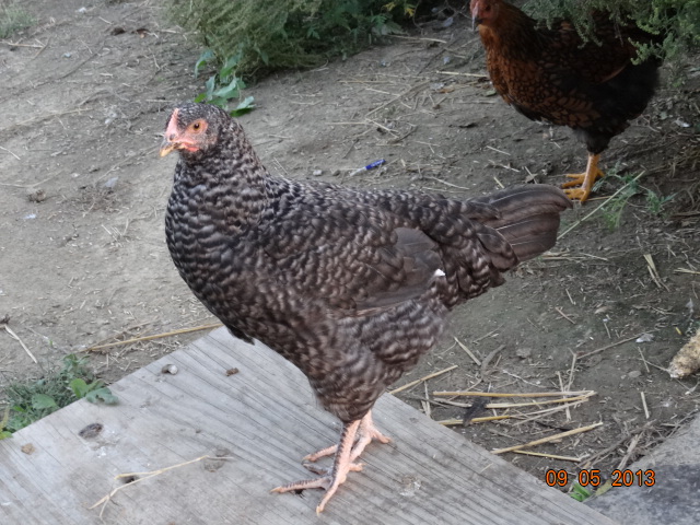 Cuckoo Maran 12 weeks
