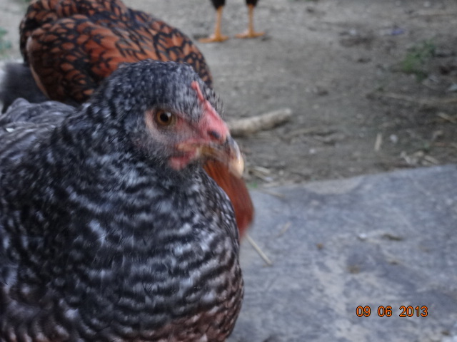 Cuckoo Maran 12 weeks
