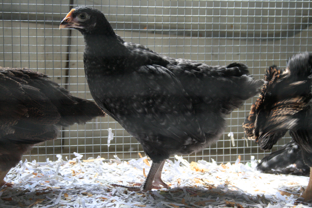 Cuckoo Maran 8 weeks
