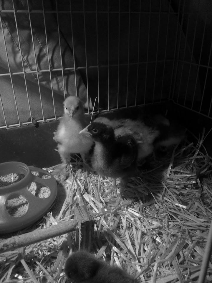 *
Cuckoo Maran
Blue Cochin