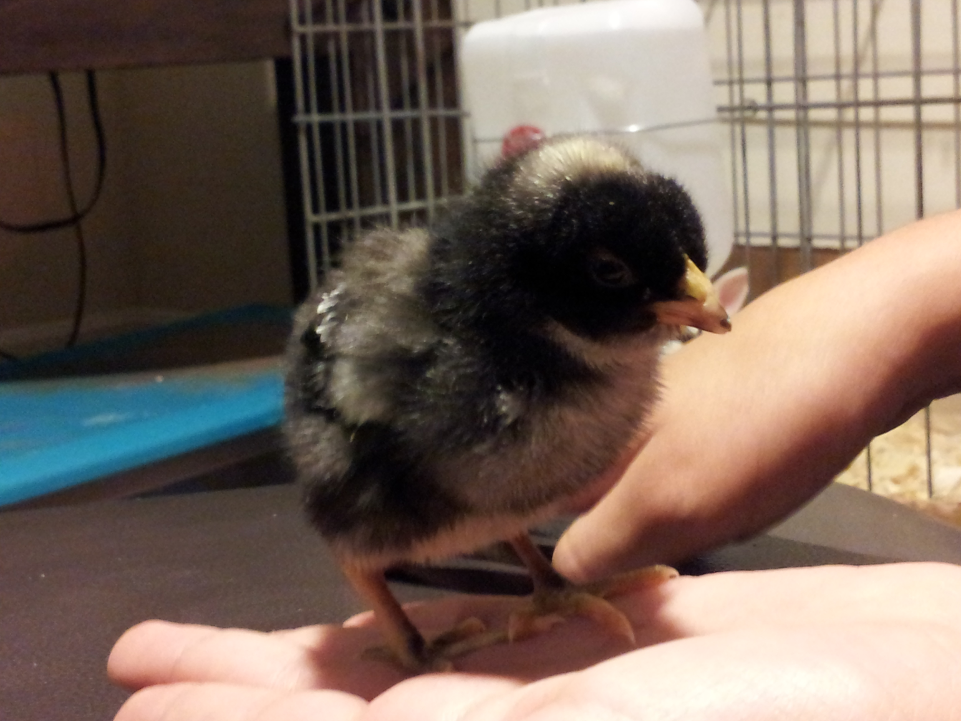 Cuckoo Maran chick - We've named her Corrine after my great aunt.